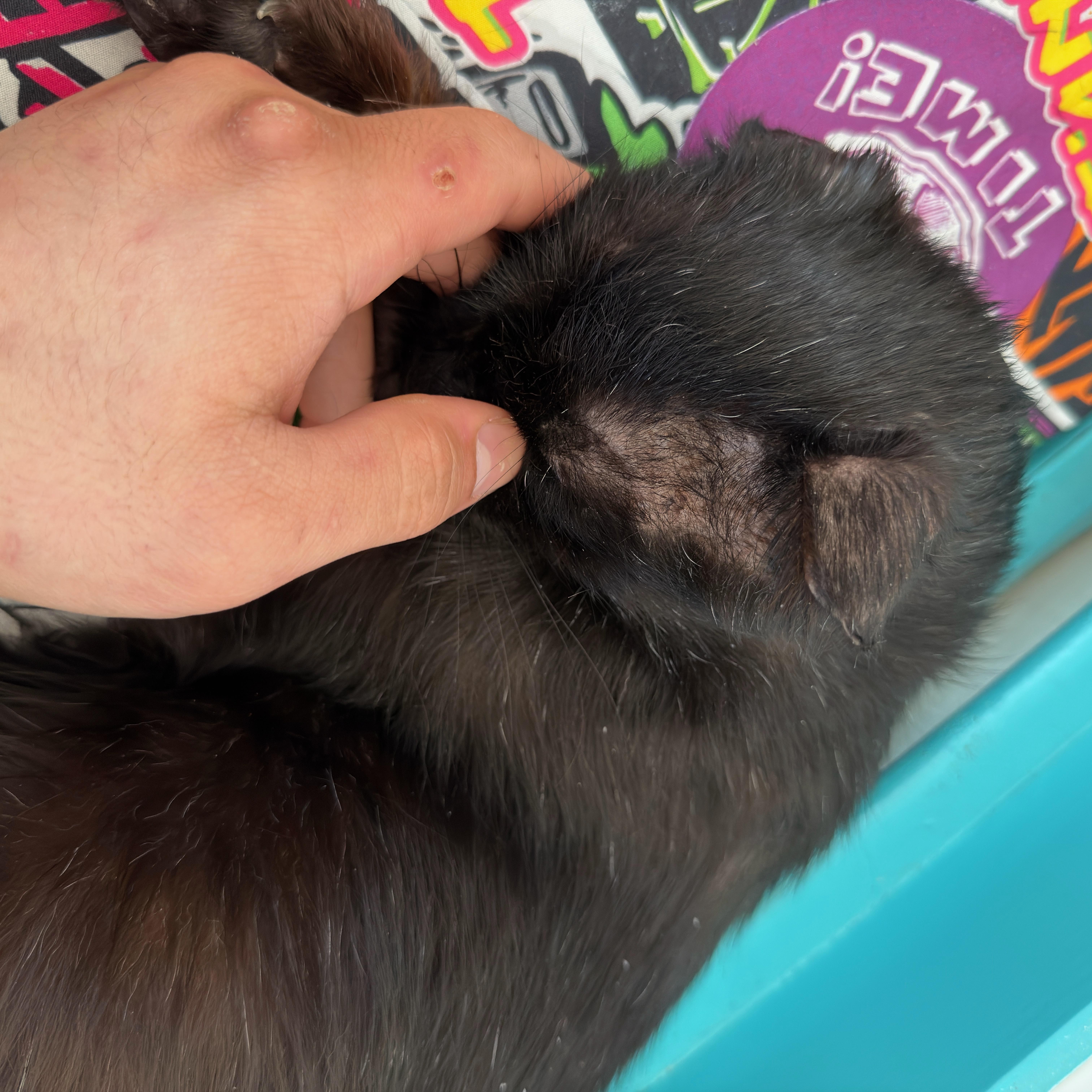 Blackie, a Adoptable mixed breed in FITCHBURG, MA image 5/6