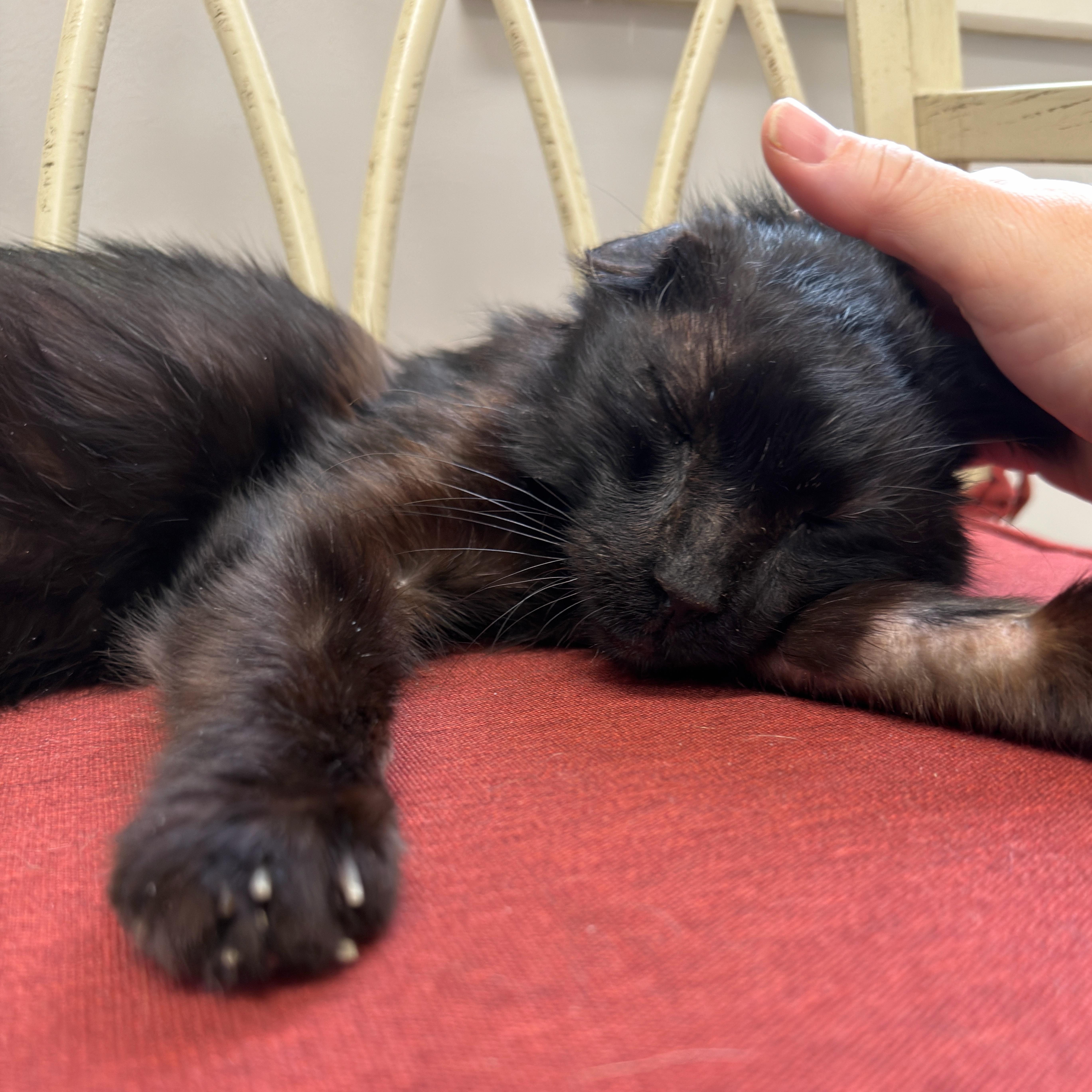 Blackie, Adoptable, Young Male Domestic Short Hair & Tortoiseshell.