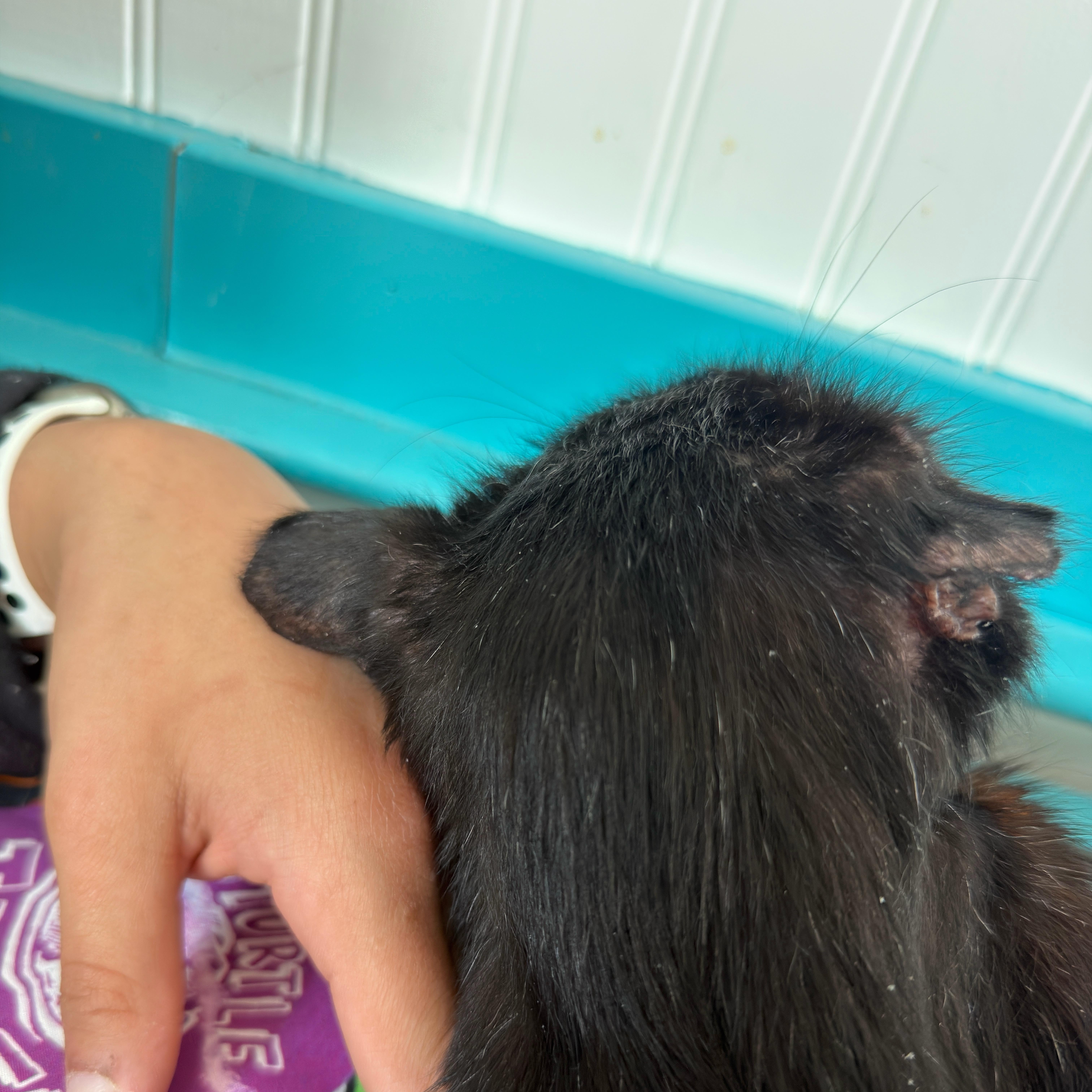 Blackie, a Adoptable mixed breed in FITCHBURG, MA image 6/6