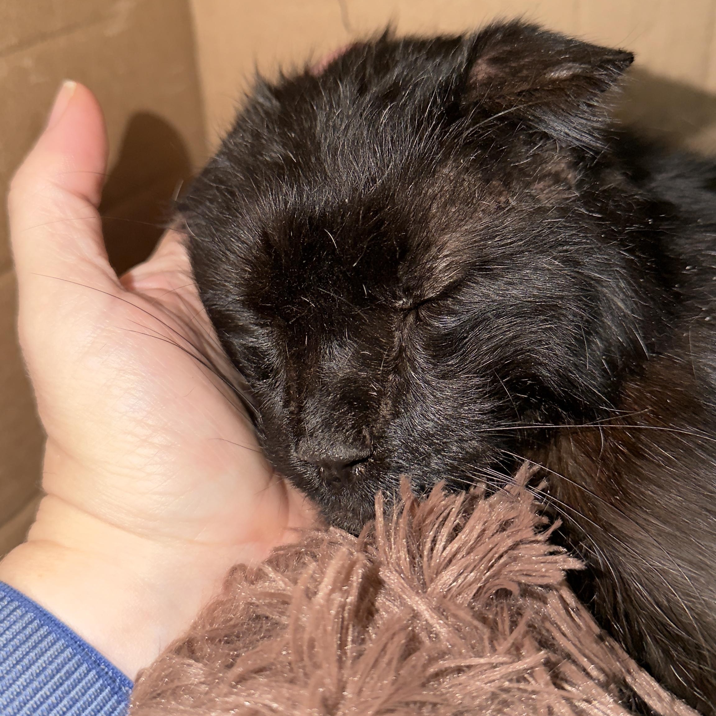 Blackie, a Adoptable mixed breed in FITCHBURG, MA image 3/6