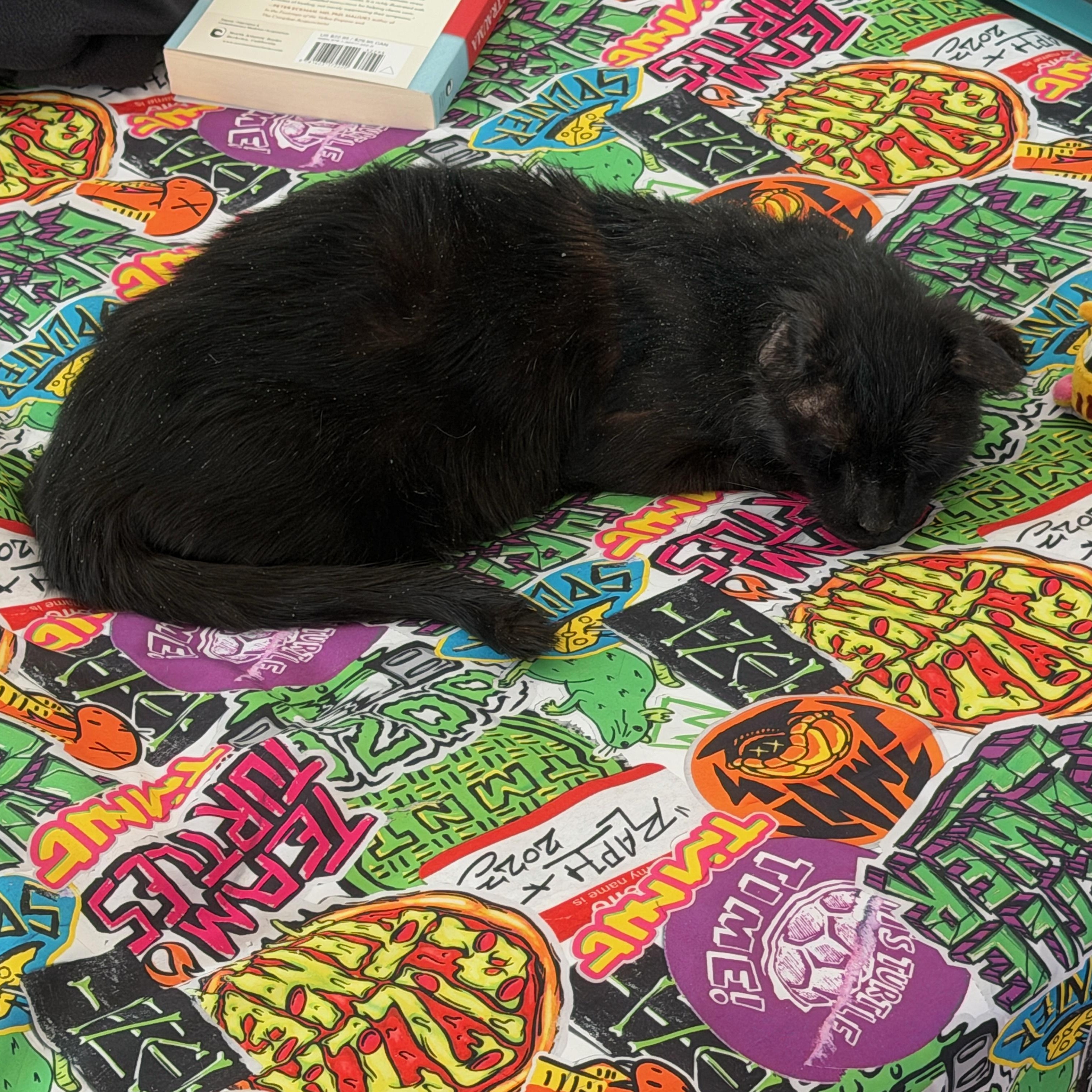 Blackie, a Adoptable mixed breed in FITCHBURG, MA image 2/6