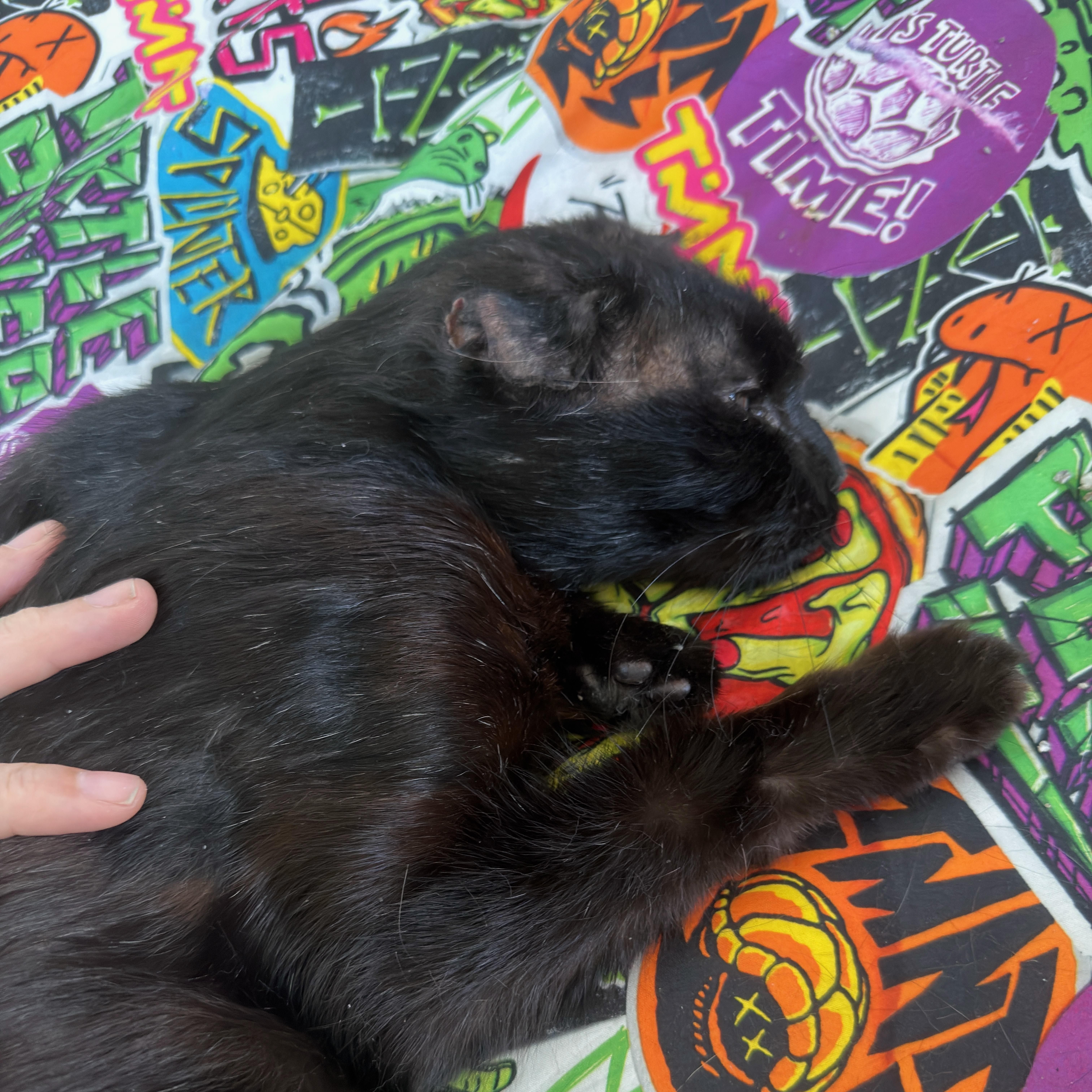 Blackie, a Adoptable mixed breed in FITCHBURG, MA image 4/6