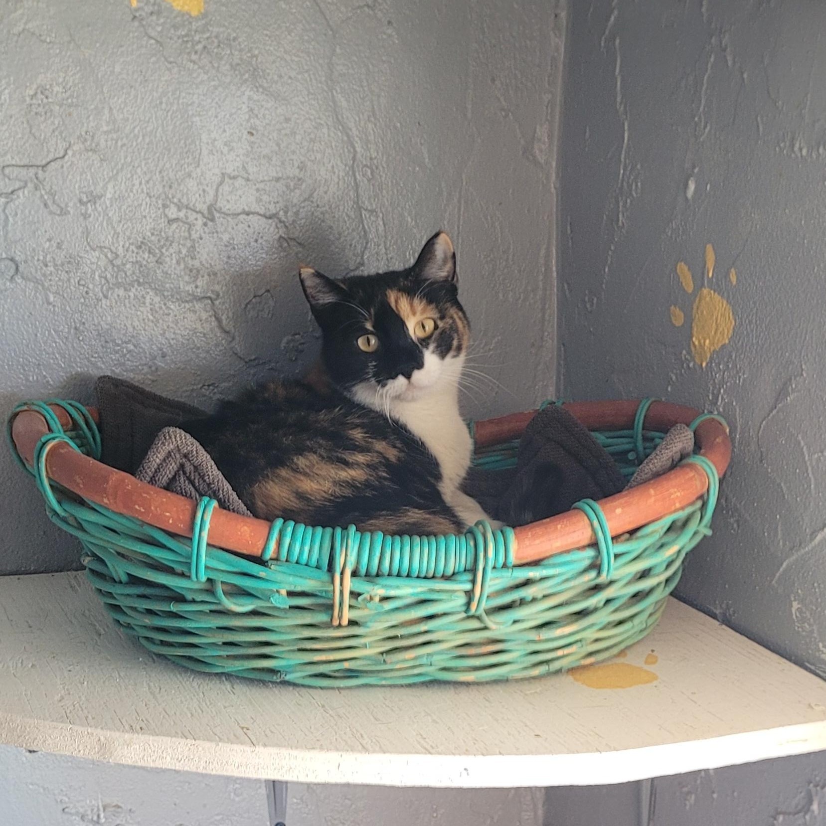 Enlarge Sia, a Adoptable Domestic Short Hair in Alpine, TX image 1/1