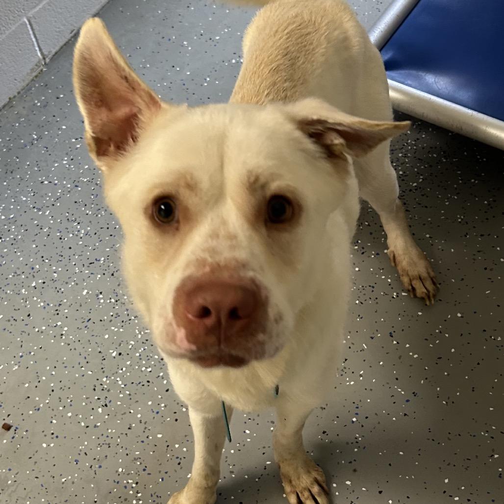 Apex, Adoptable, Adult Male Mixed Breed.