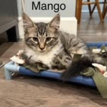 Mango