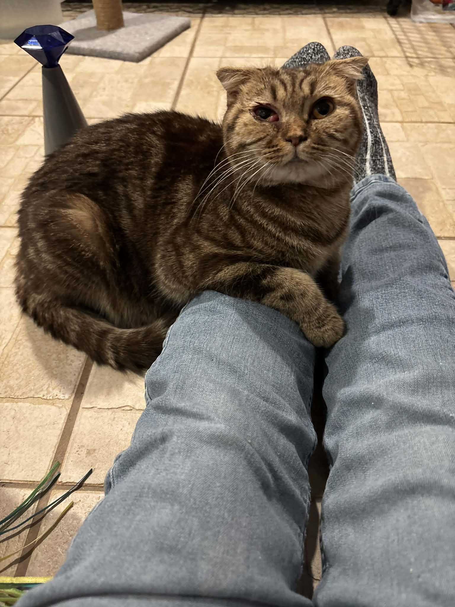 Enlarge Lightning, a ADOPTABLE Scottish Fold in Westfield, MA image 1/1