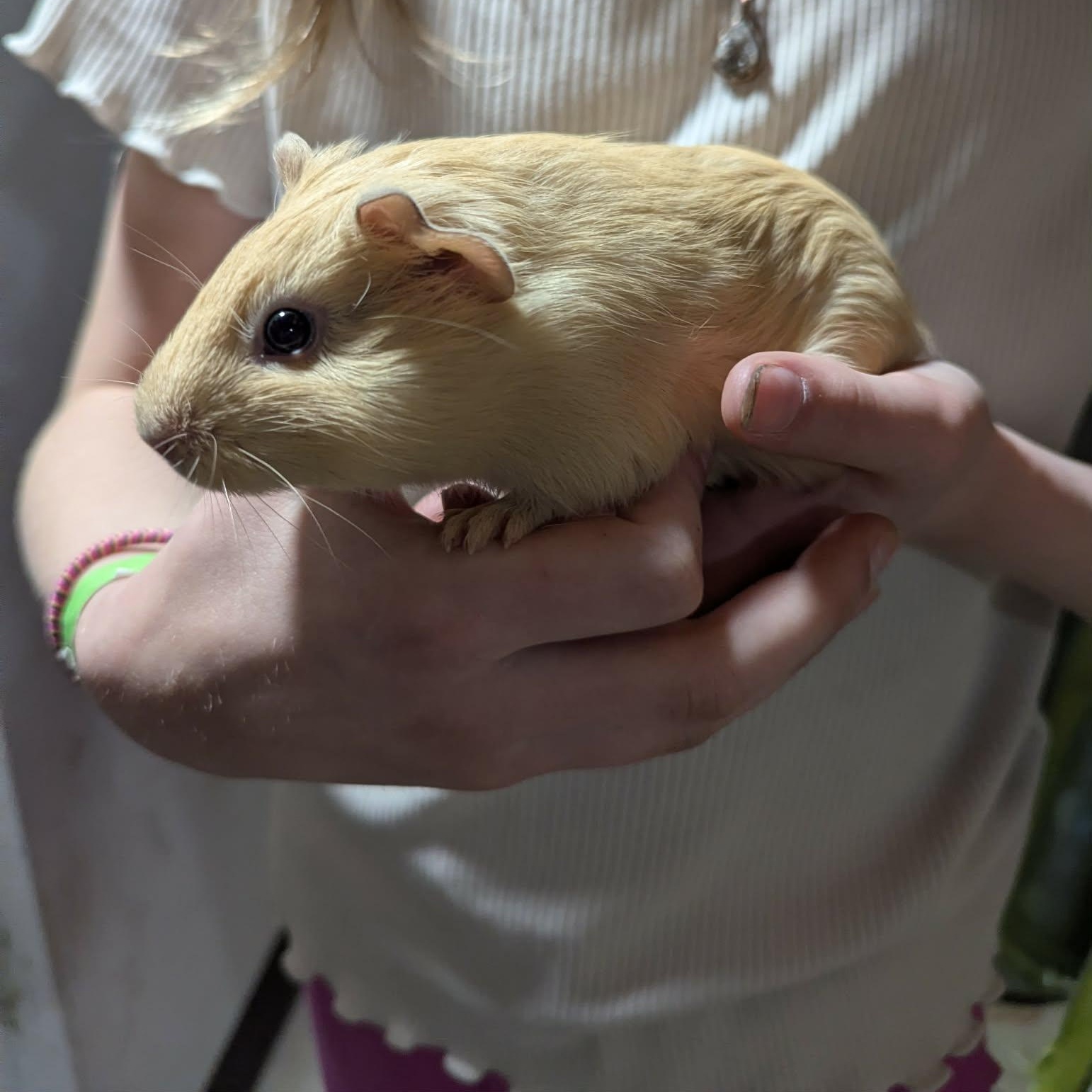 3 of 3 babies, adopted, Baby Female Guinea Pig.