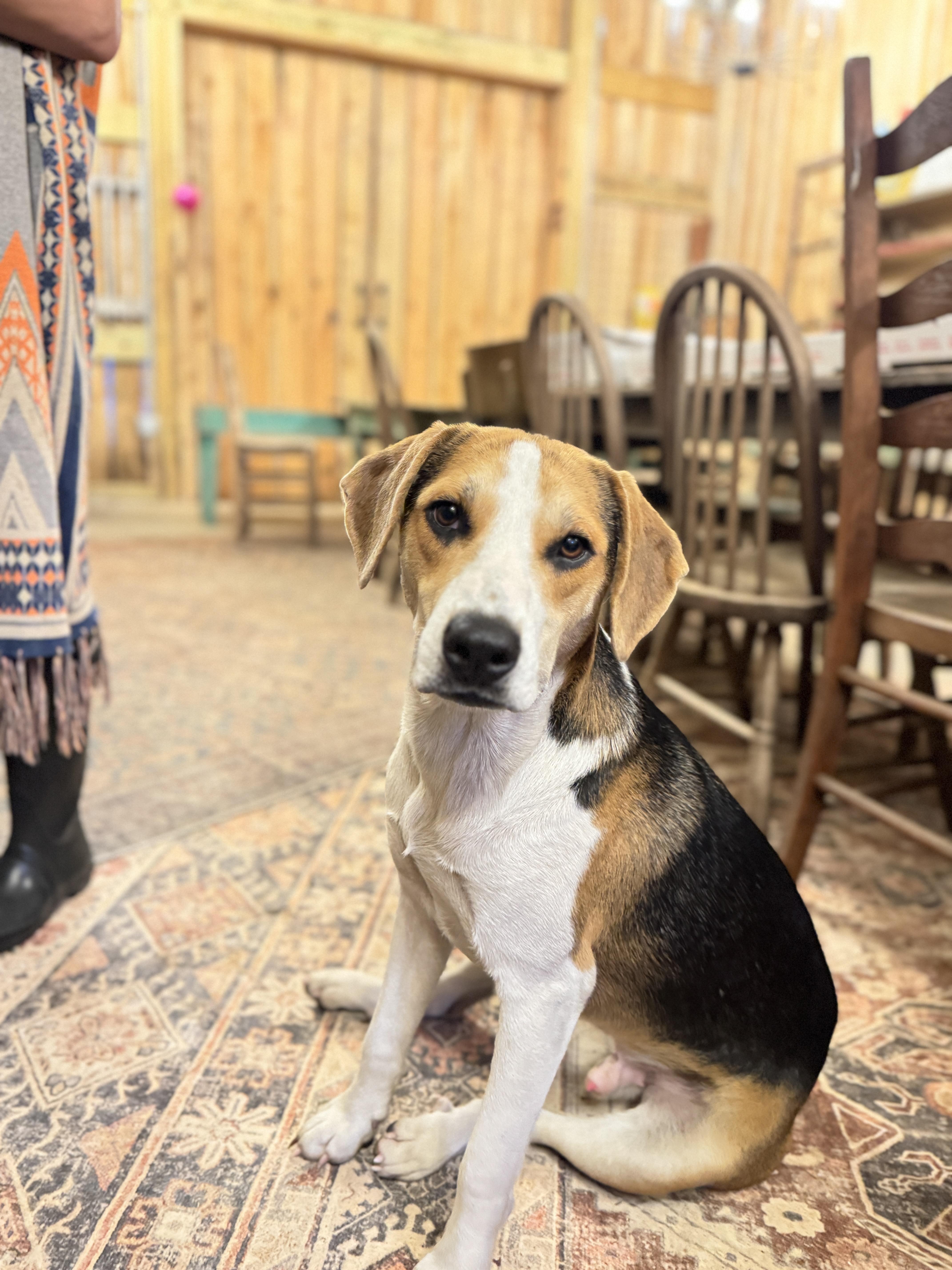 Rowan, a Adopted mixed breed in Whites Creek, TN image 1/5