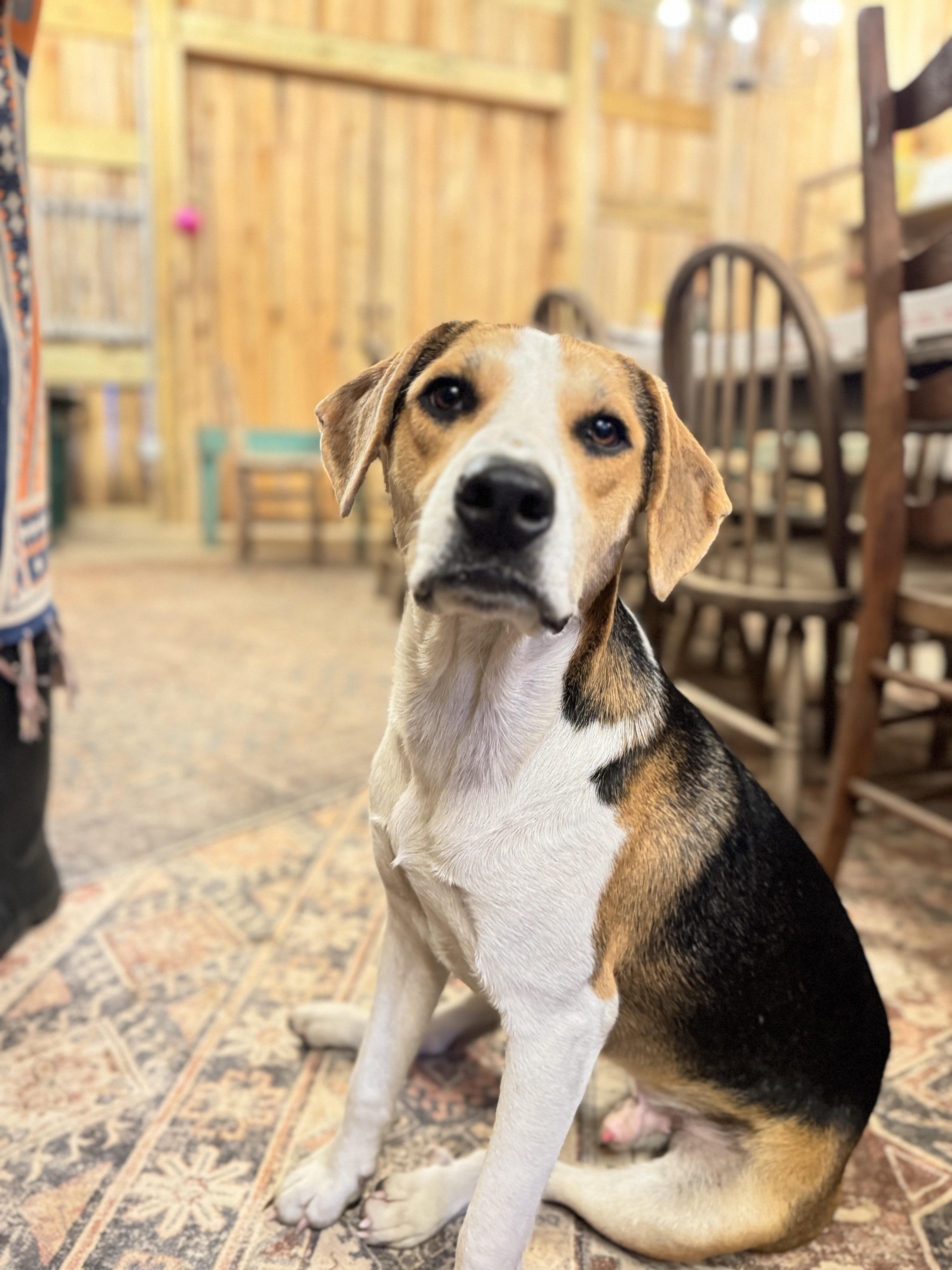 Rowan, a Adopted mixed breed in Whites Creek, TN image 2/5