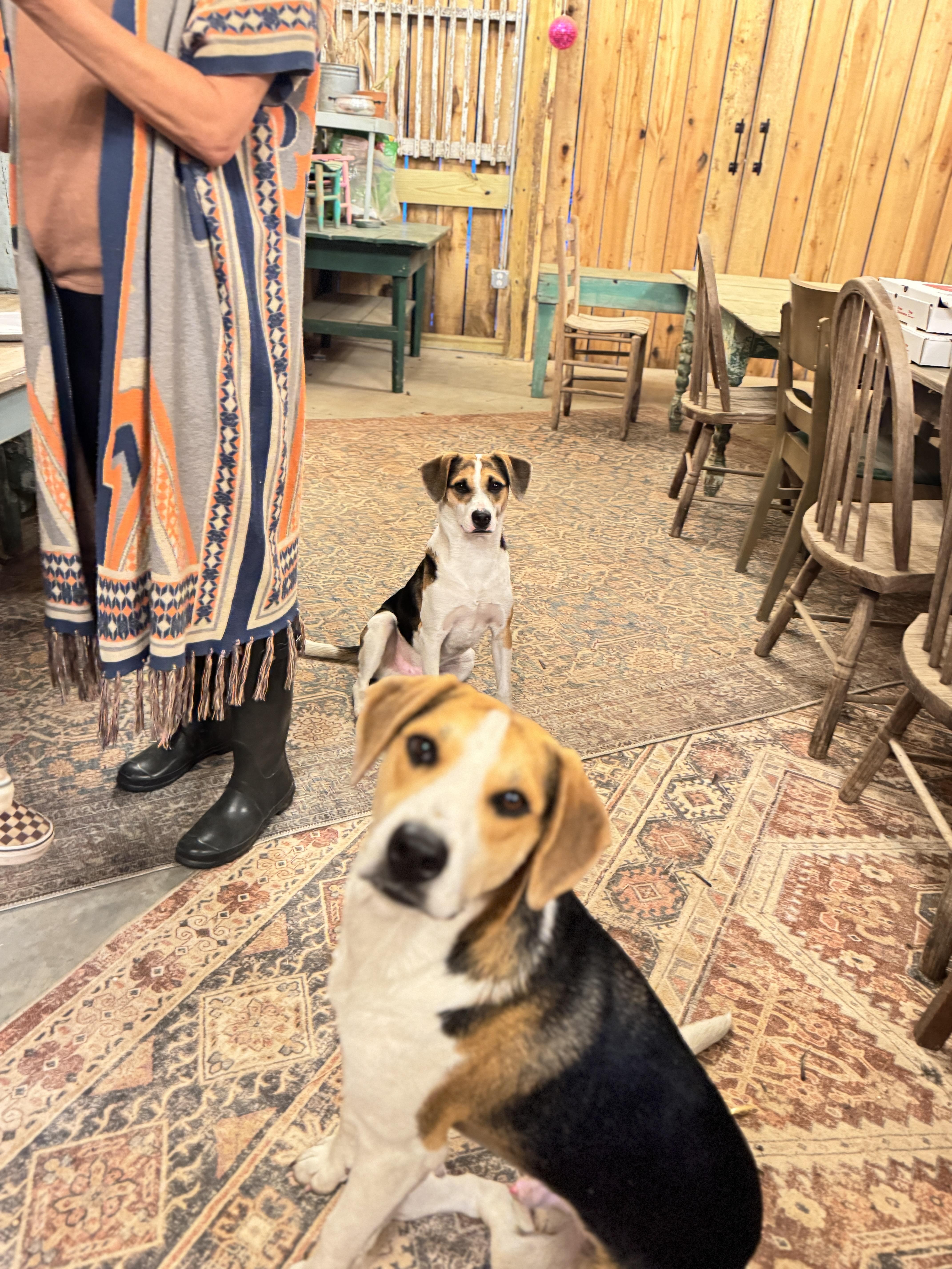 Rowan, a Adopted mixed breed in Whites Creek, TN image 3/5