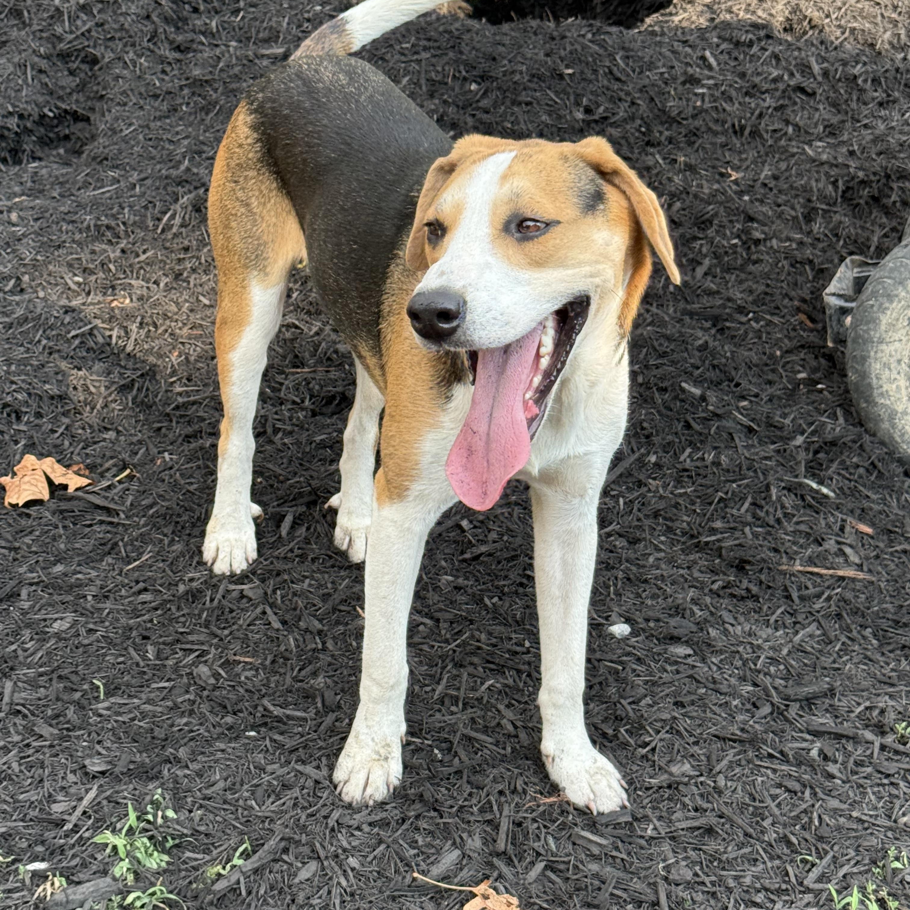 Rowan, a Adopted mixed breed in Whites Creek, TN image 4/5