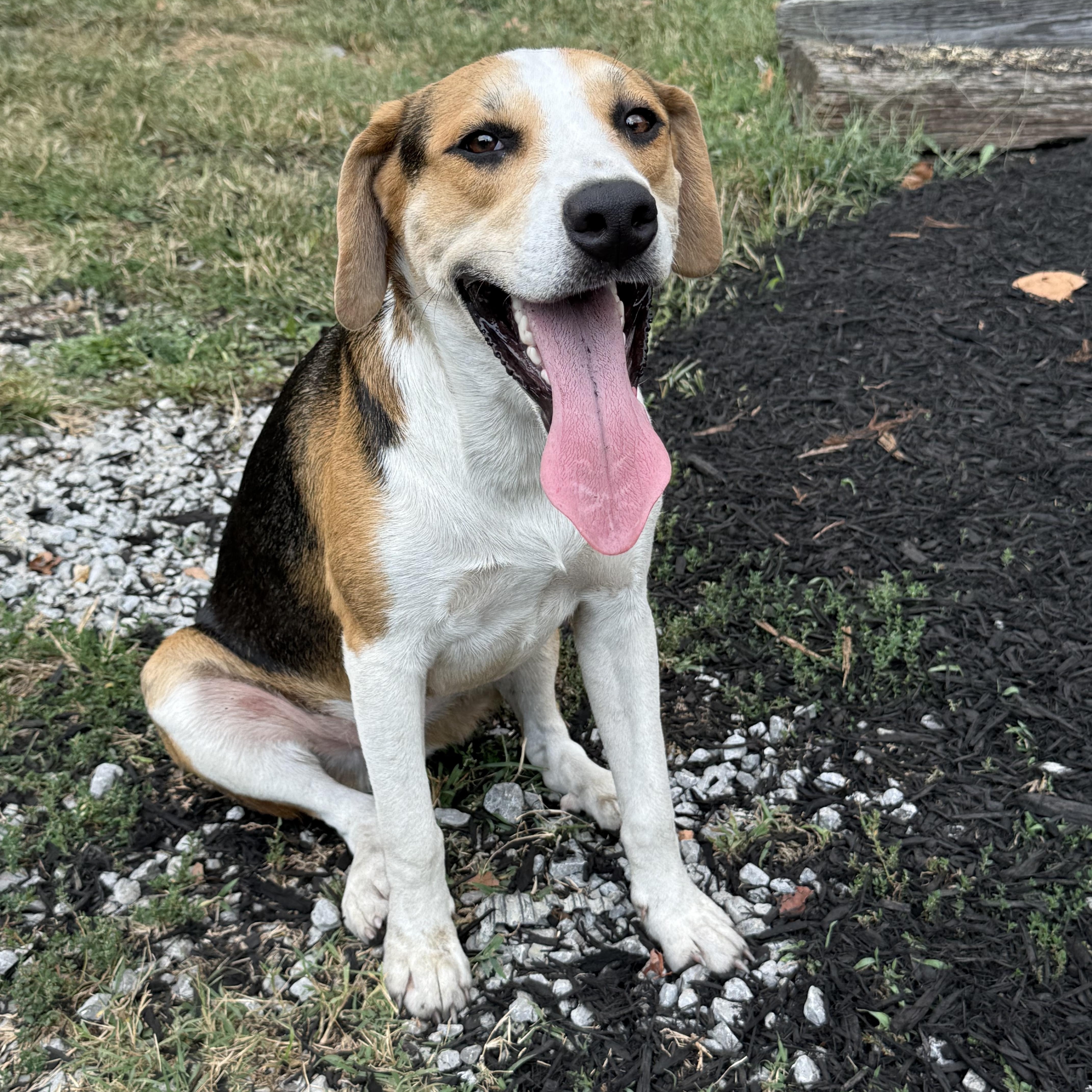 Rowan, a Adopted mixed breed in Whites Creek, TN image 5/5