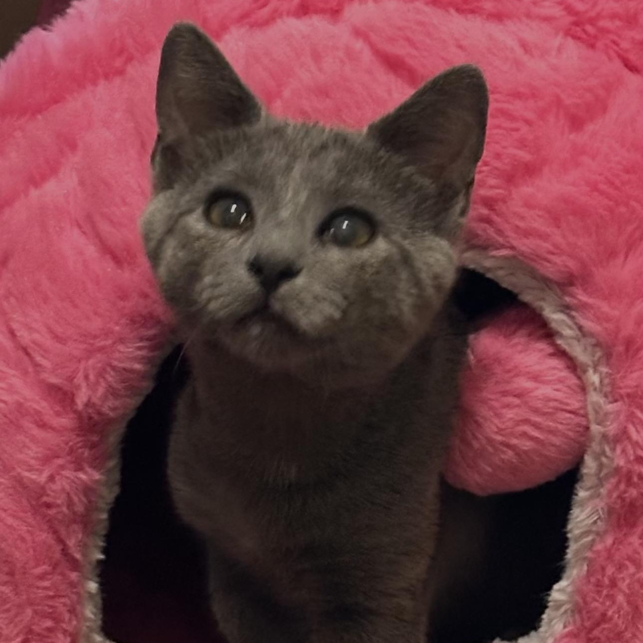 Enlarge Ziva, a ADOPTABLE Domestic Short Hair in Minneapolis, MN image 1/6
