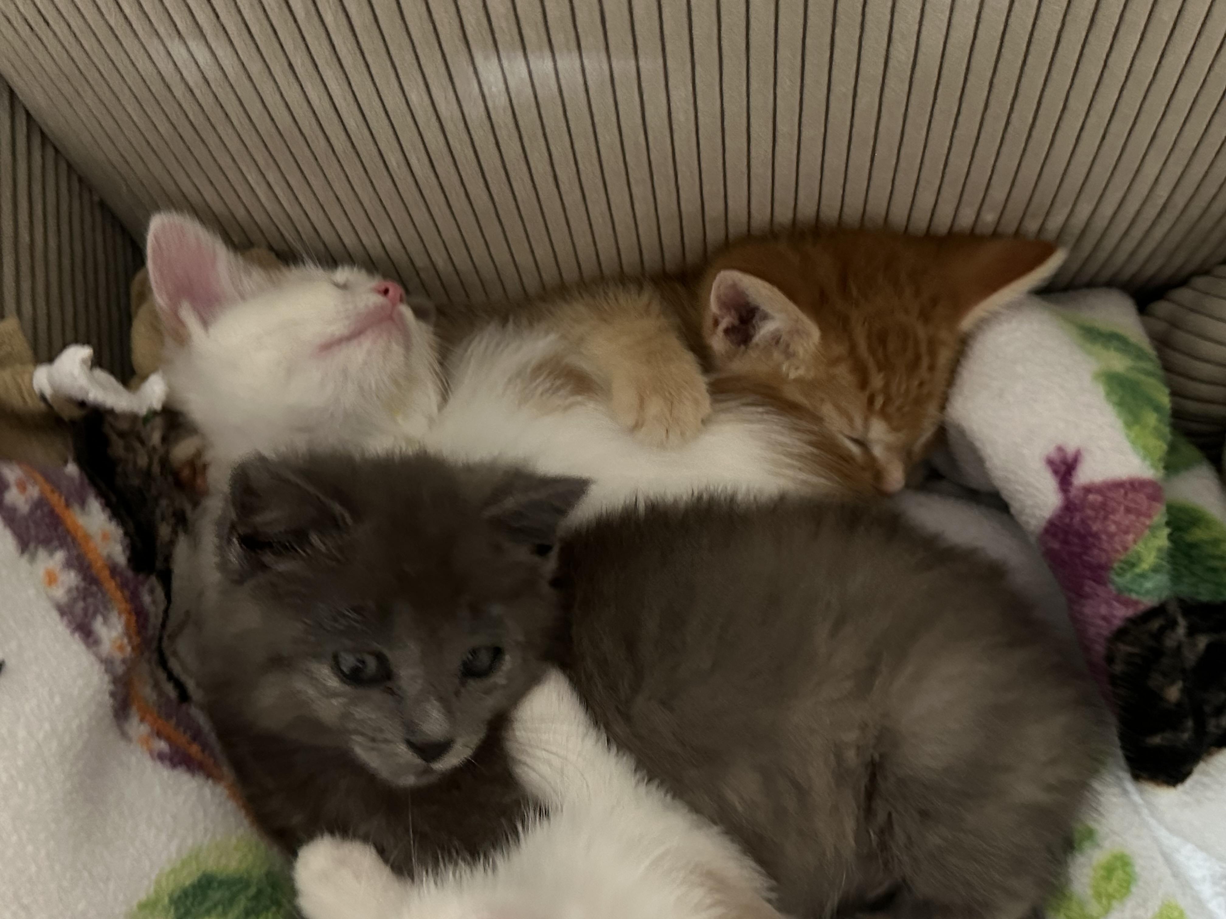 Enlarge Ziva, a ADOPTABLE Domestic Short Hair in Minneapolis, MN image 3/4