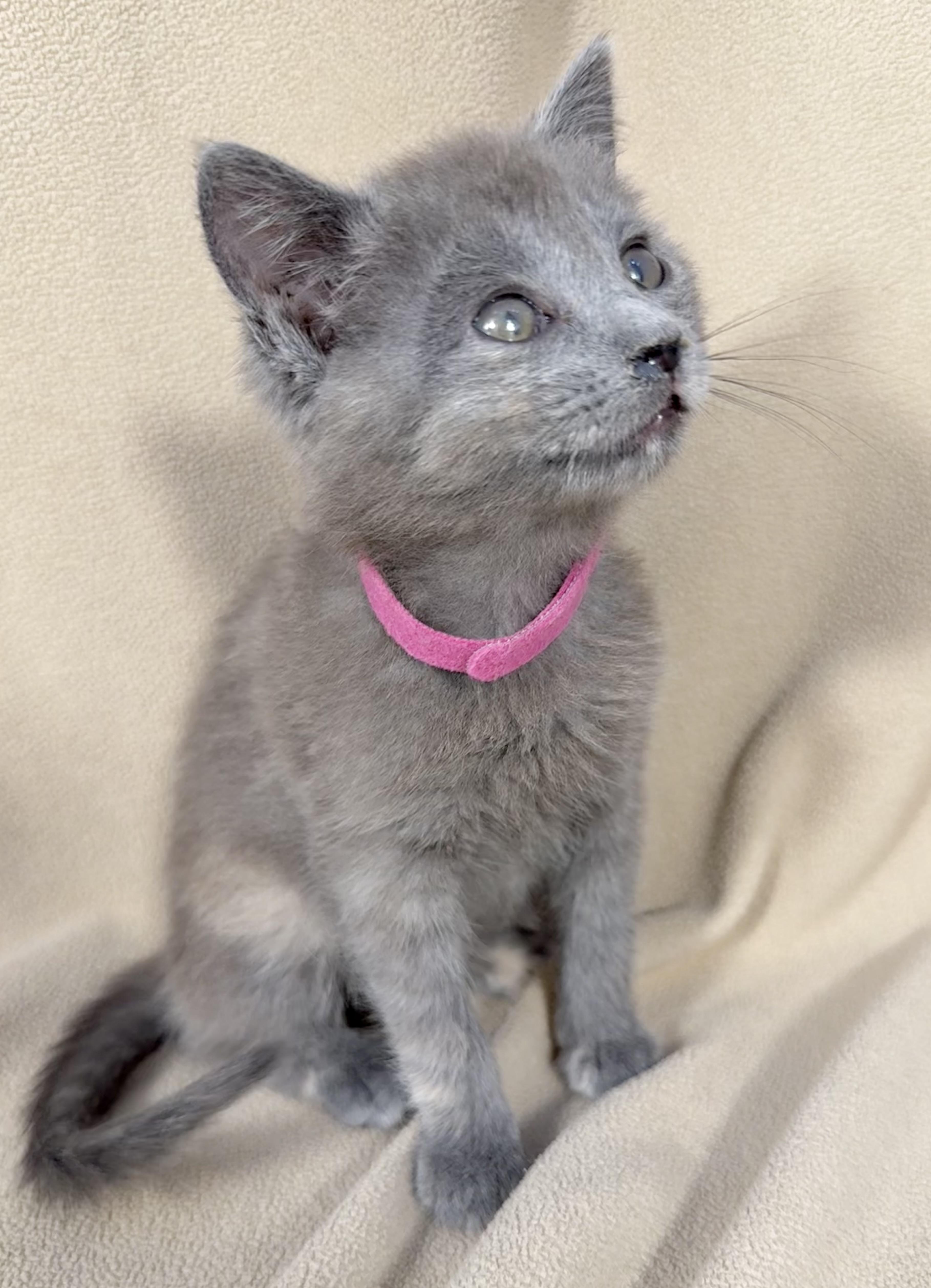 Enlarge Ziva, a ADOPTABLE Domestic Short Hair in Minneapolis, MN image 1/4