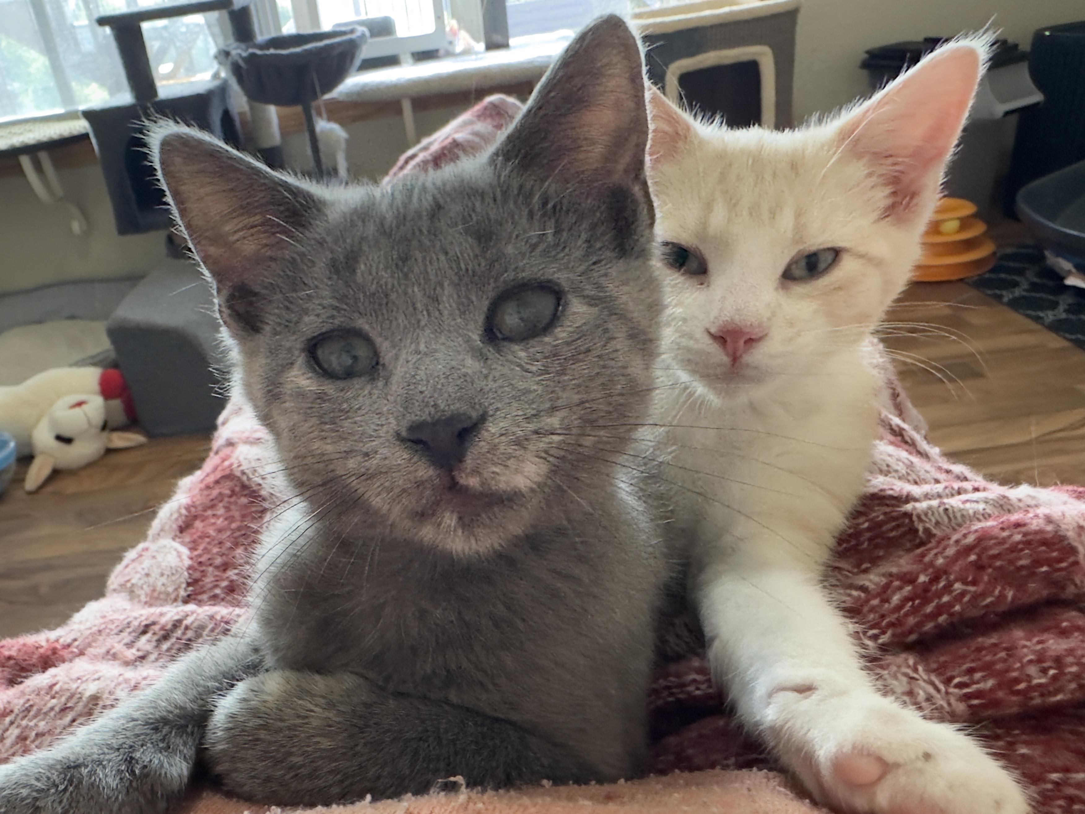Enlarge Ziva, a ADOPTABLE Domestic Short Hair in Minneapolis, MN image 2/6
