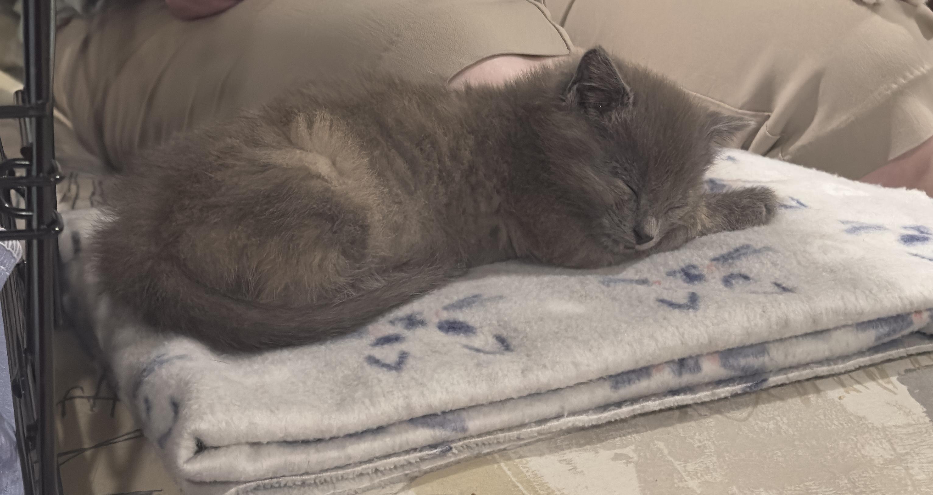 Enlarge Ziva, a ADOPTABLE Domestic Short Hair in Minneapolis, MN image 2/4