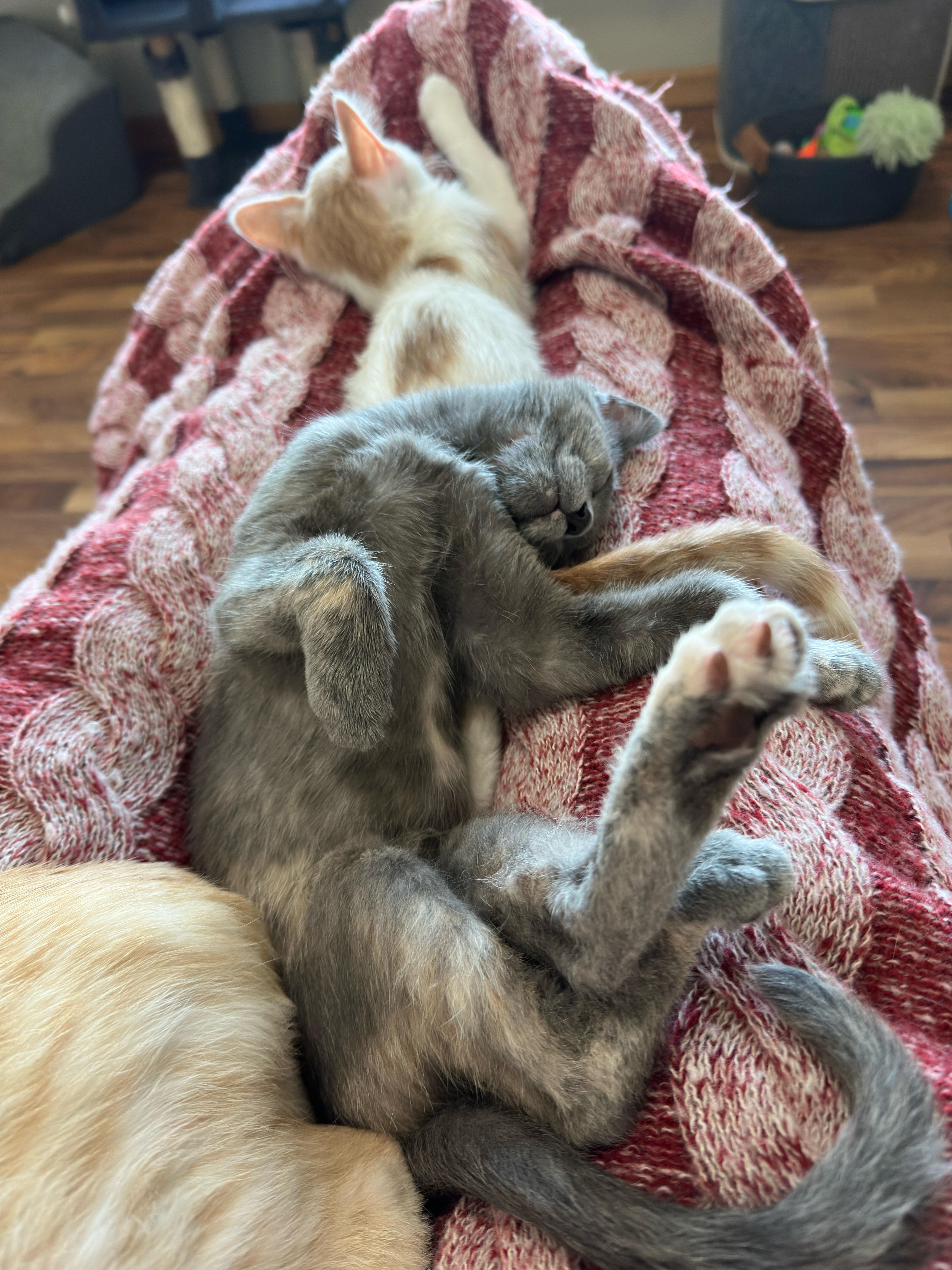 Enlarge Ziva, a ADOPTABLE Domestic Short Hair in Minneapolis, MN image 6/6