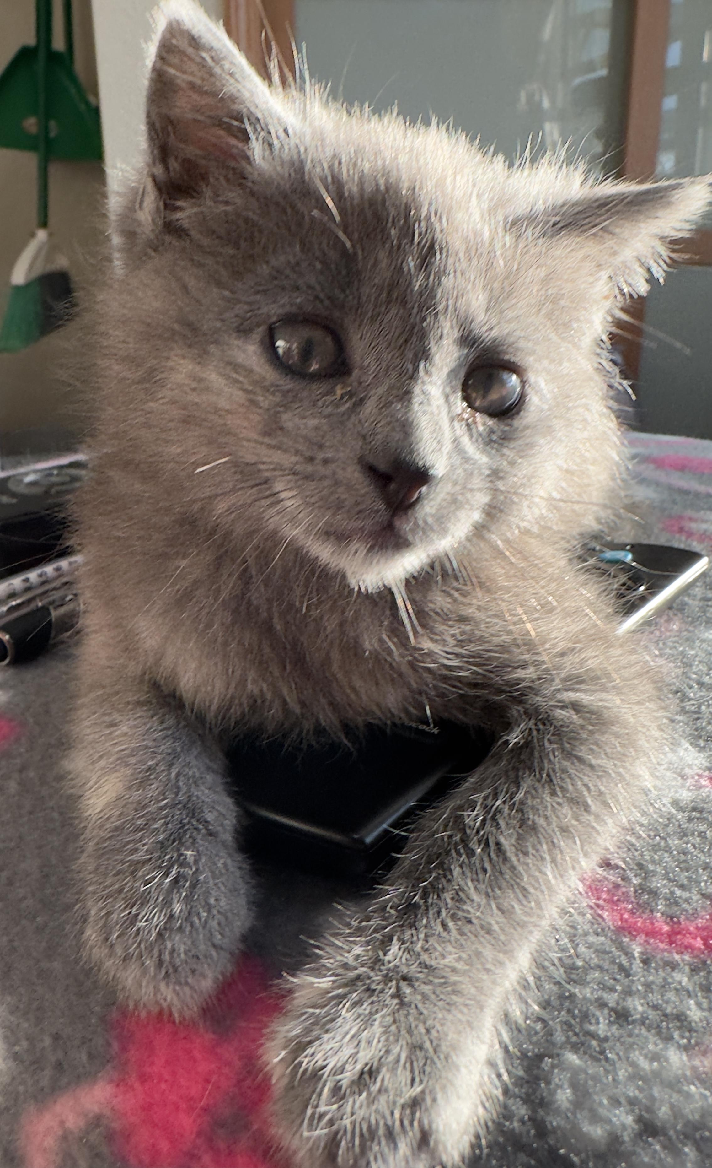 Enlarge Ziva, a ADOPTABLE Domestic Short Hair in Minneapolis, MN image 4/4