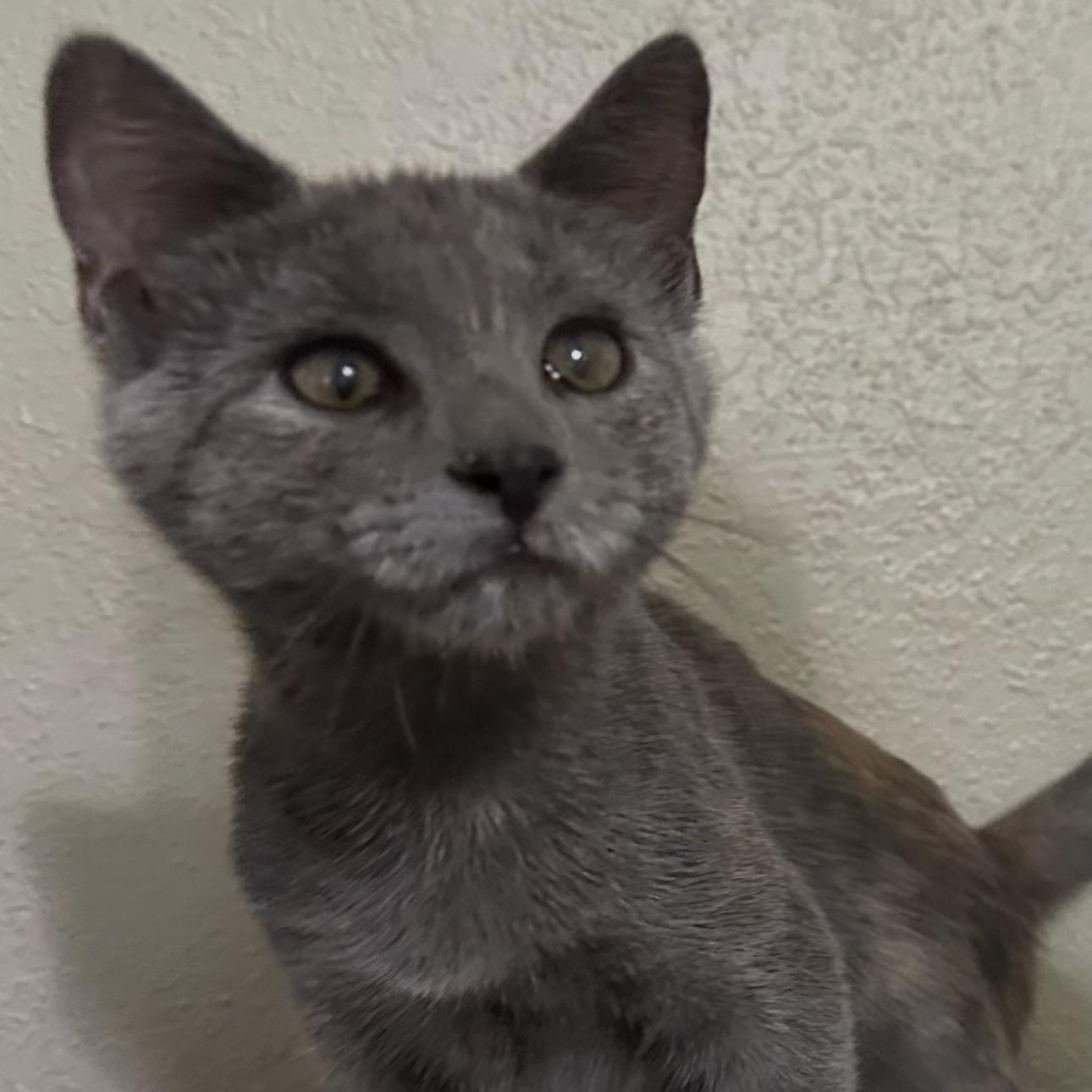 Enlarge Ziva, a ADOPTABLE Domestic Short Hair in Minneapolis, MN image 4/6