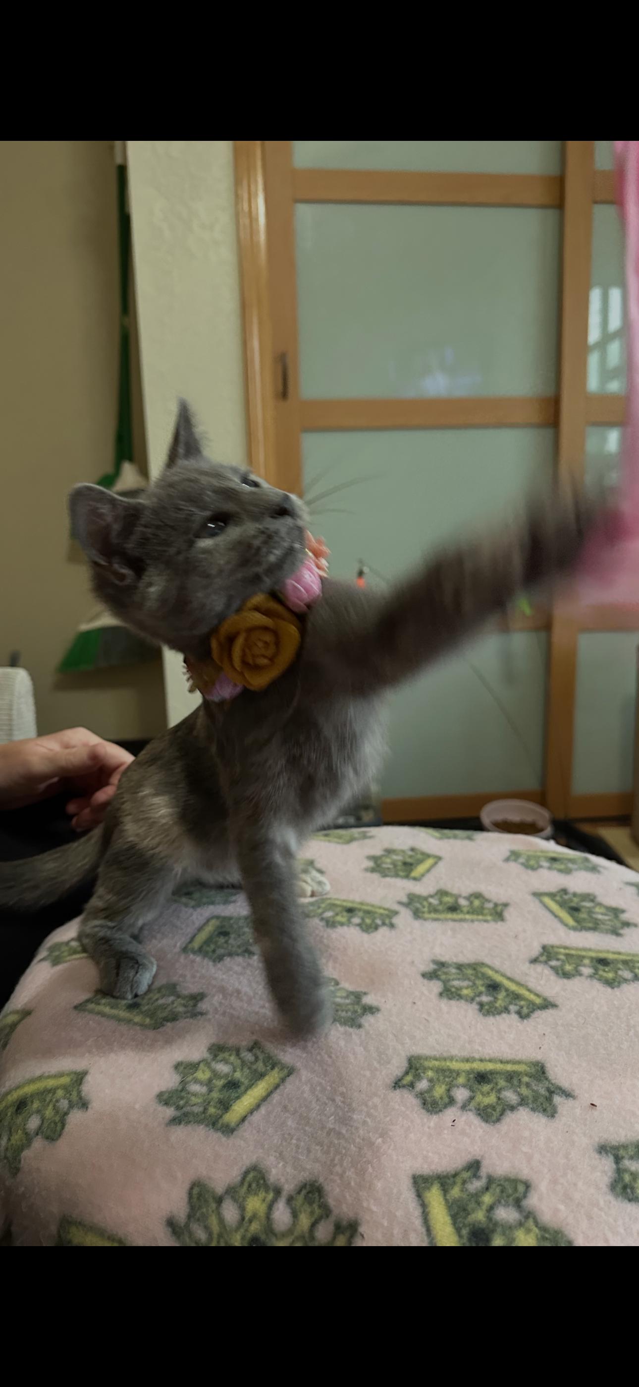 Enlarge Ziva, a ADOPTABLE Domestic Short Hair in Minneapolis, MN image 5/6