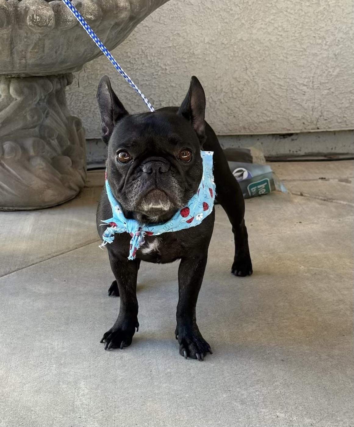 Stella, a Adopted French Bulldog in Manteca, CA image 1/4