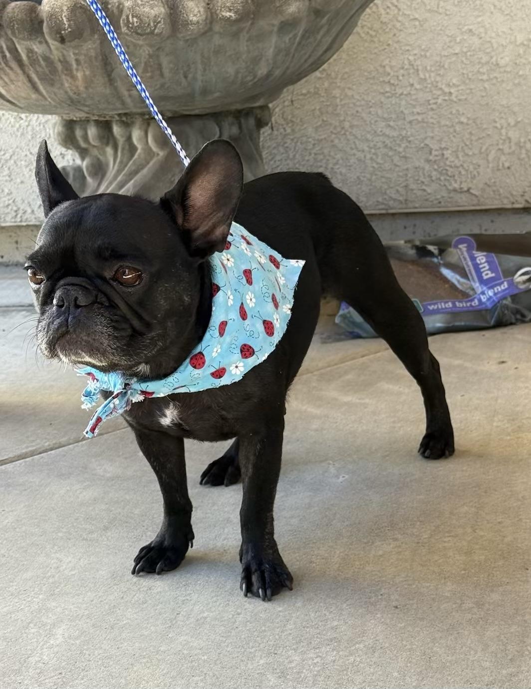 Stella, a Adopted French Bulldog in Manteca, CA image 2/4