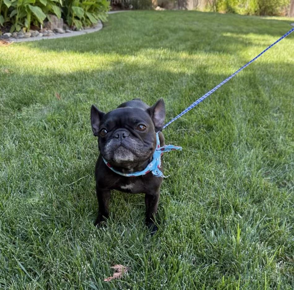 Stella, a Adopted French Bulldog in Manteca, CA image 3/4