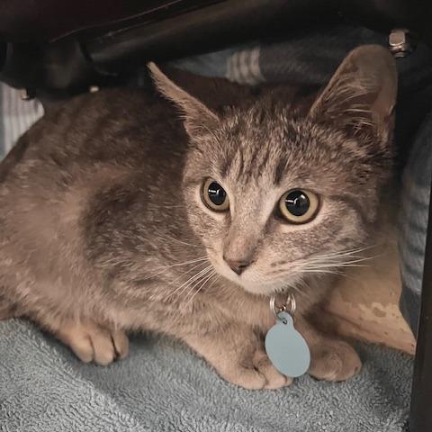 Enlarge Violet, a Adoptable Domestic Short Hair in Owosso, MI image 1/1