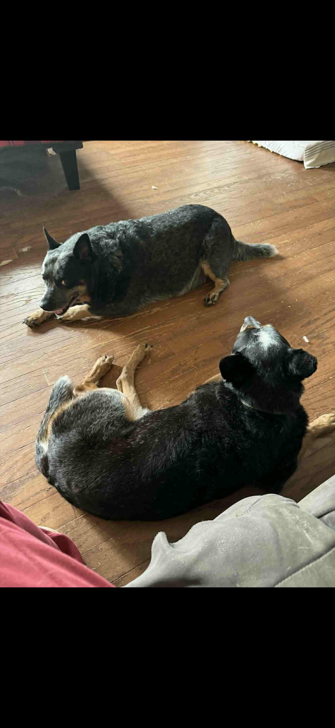 Enlarge June, a Adoptable Australian Cattle Dog / Blue Heeler in Bradenton, FL image 1/6