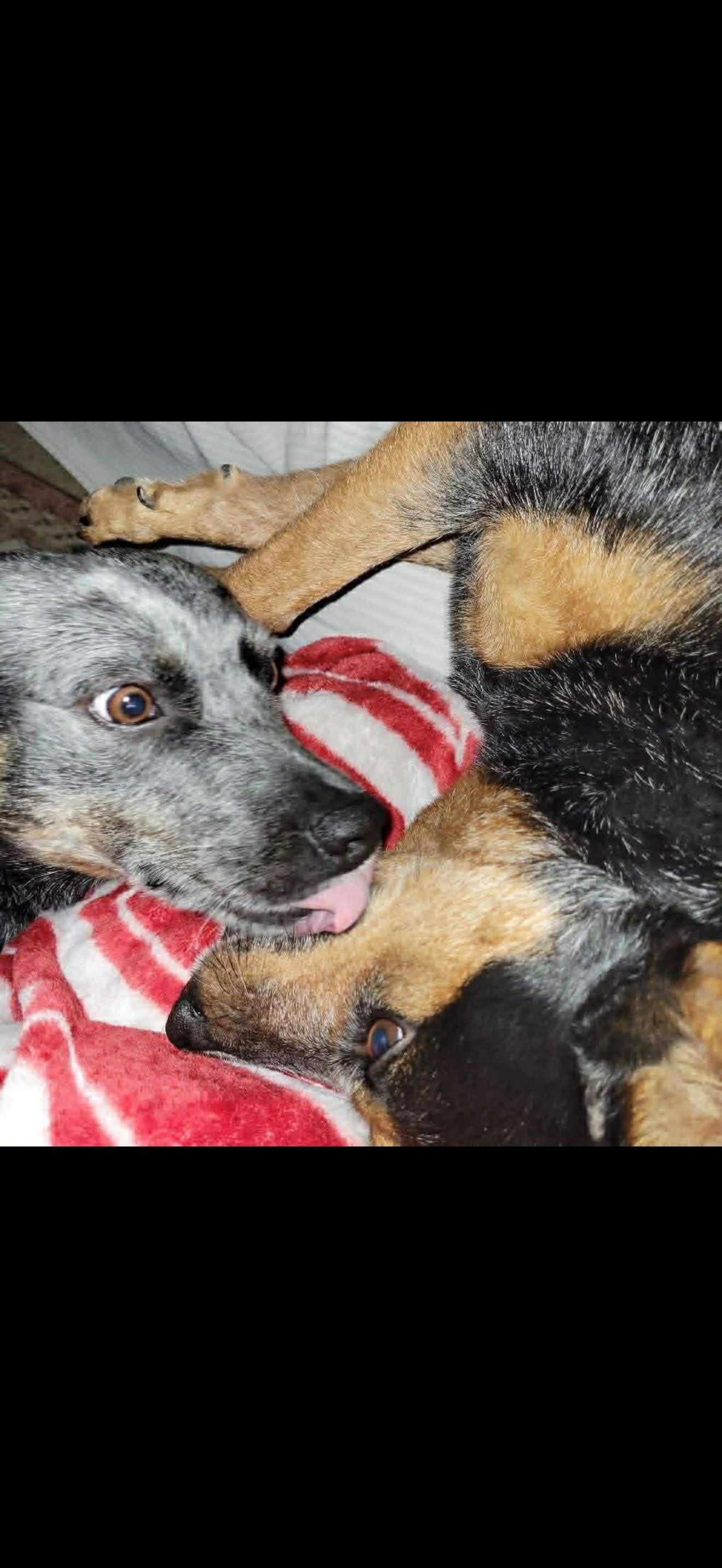 Enlarge June, a Adoptable Australian Cattle Dog / Blue Heeler in Bradenton, FL image 3/6