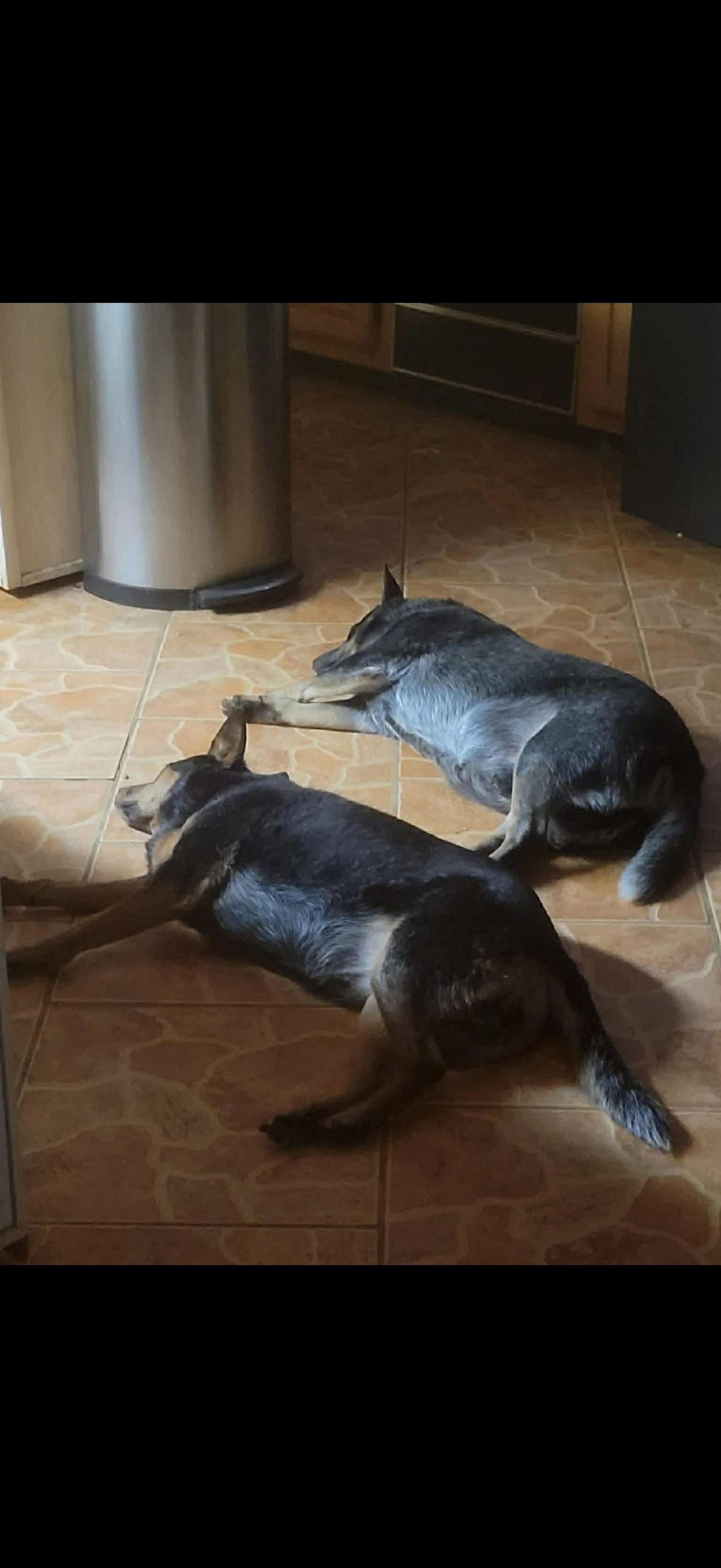 Enlarge June, a Adoptable Australian Cattle Dog / Blue Heeler in Bradenton, FL image 4/6