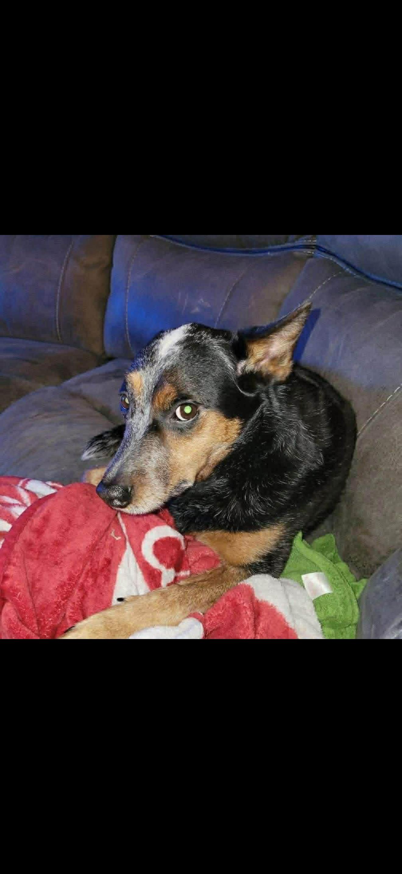 Enlarge June, a Adoptable Australian Cattle Dog / Blue Heeler in Bradenton, FL image 5/6