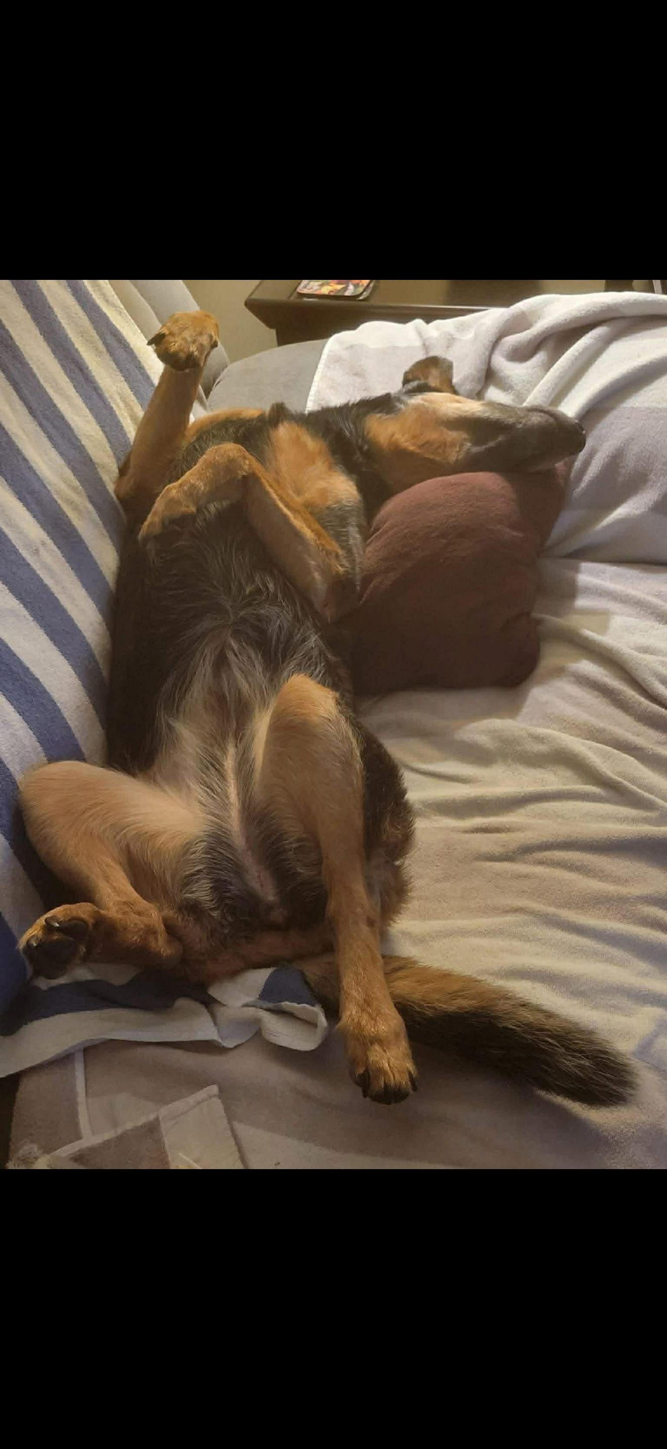 Enlarge June, a Adoptable Australian Cattle Dog / Blue Heeler in Bradenton, FL image 6/6