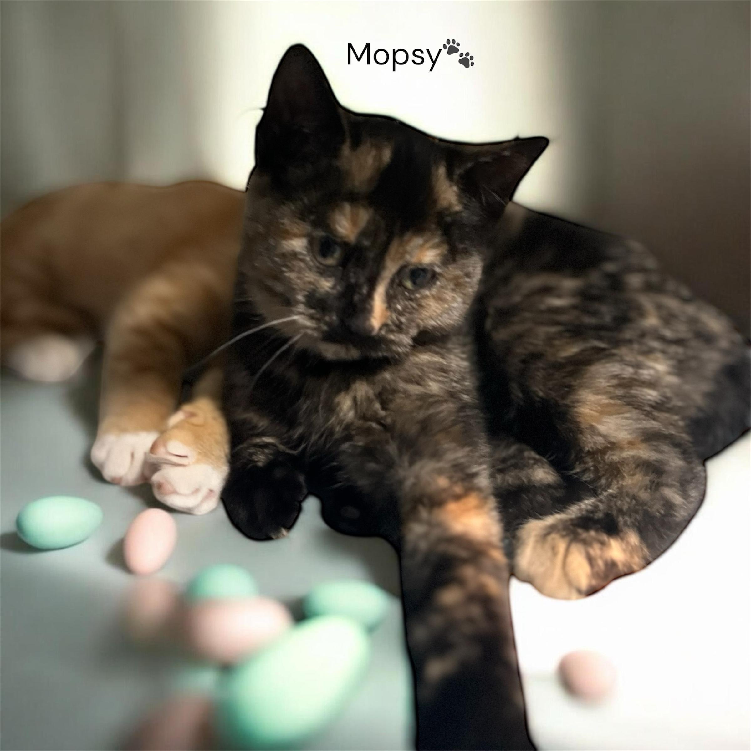 Enlarge Mopsy, an adopted Domestic Short Hair in North Bergen, NJ image 1/1