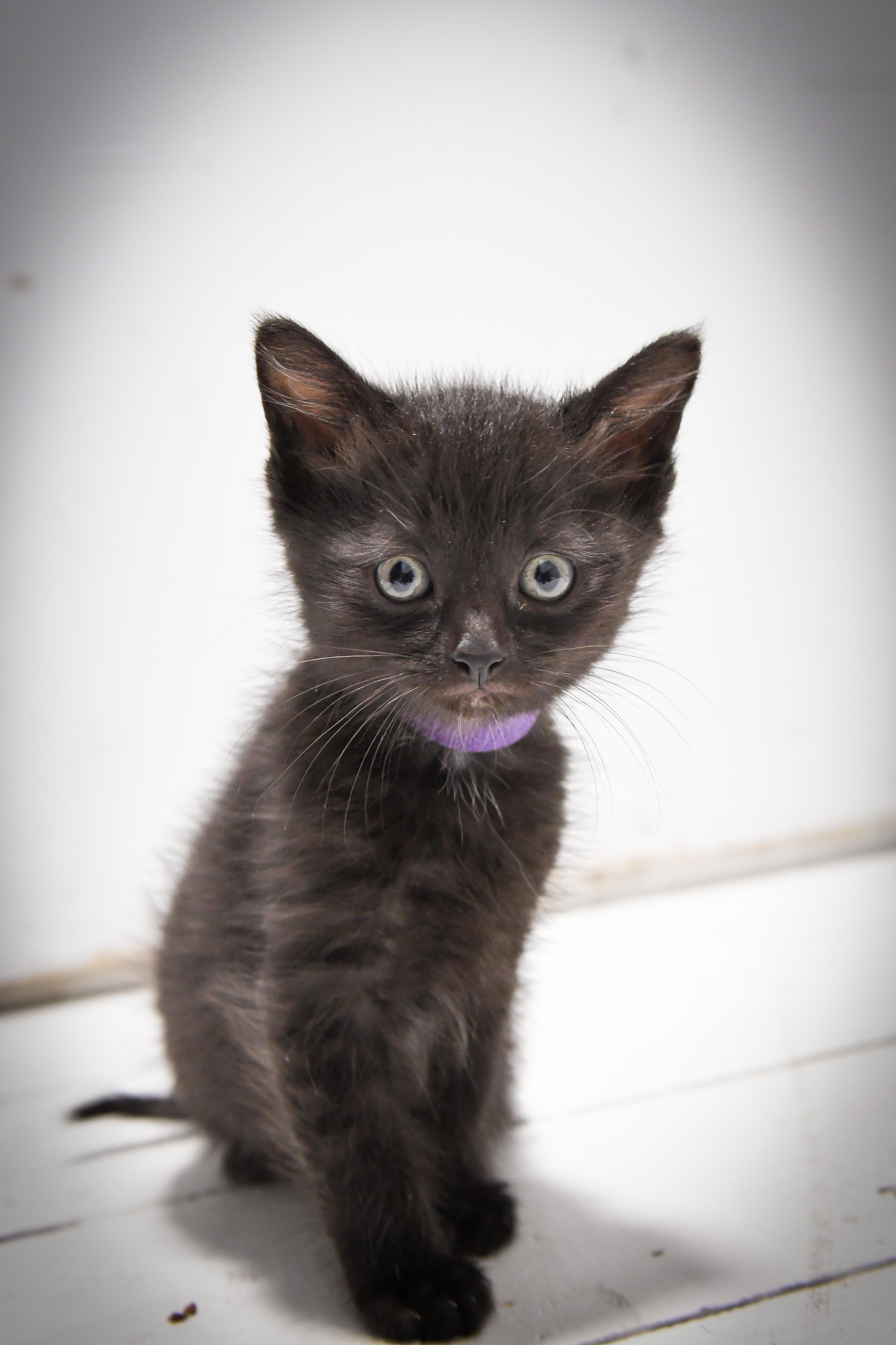 Mackerel , ADOPTABLE, Kitten Male Domestic Short Hair.