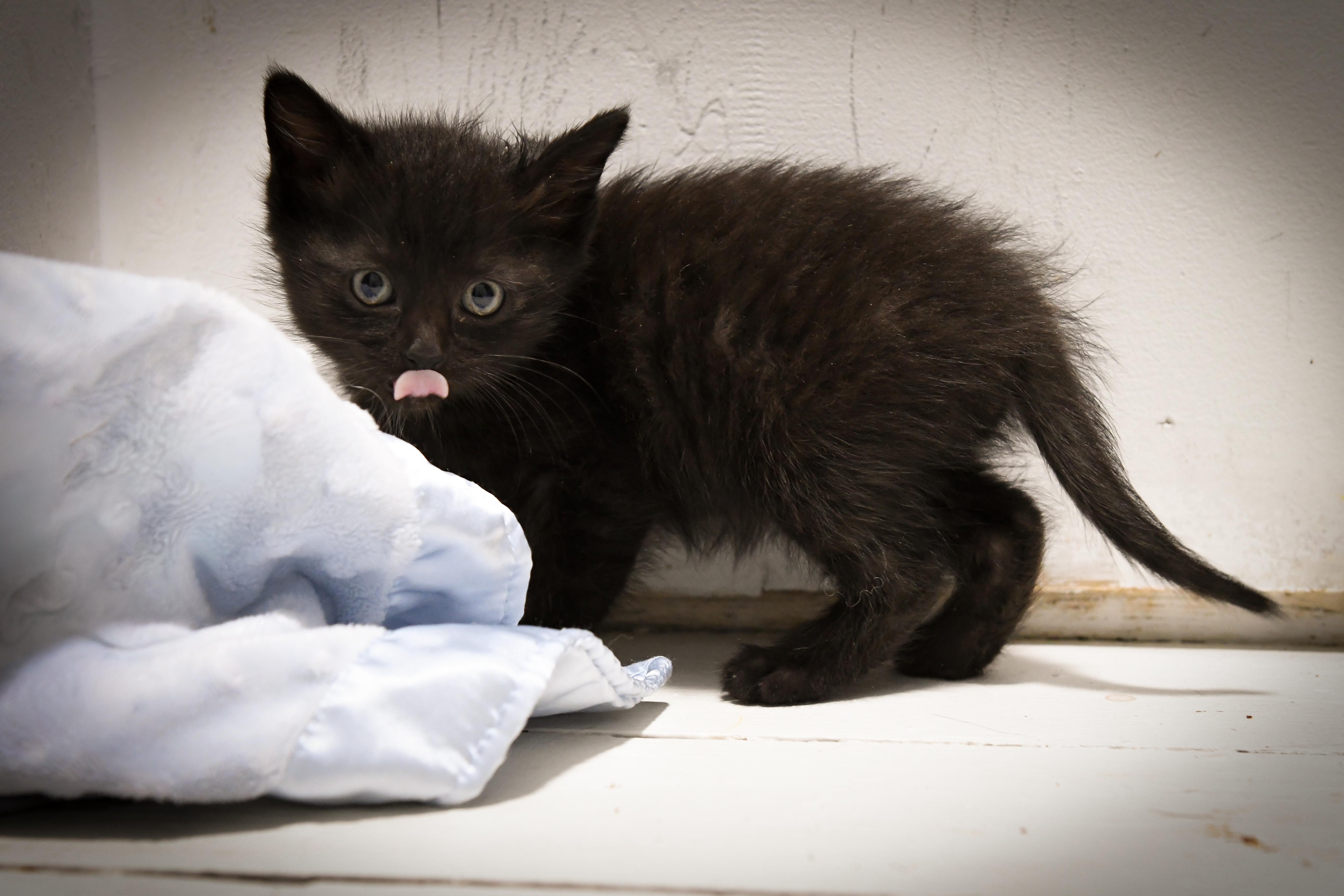 Enlarge Mackerel , a ADOPTABLE Domestic Short Hair in Port Washington, WI image 2/3