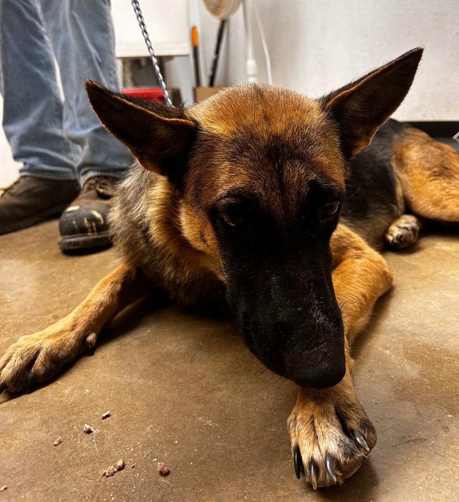 Cagney, Adoptable, Young Female Belgian Shepherd / Malinois & German Shepherd Dog.