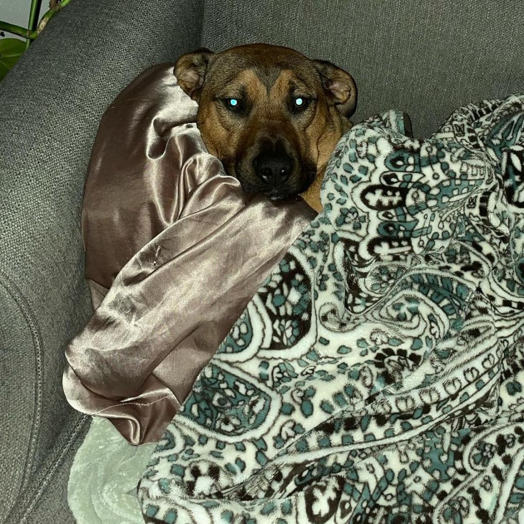 Enlarge Koda, a Adoptable mixed breed in Normal, IL image 1/6