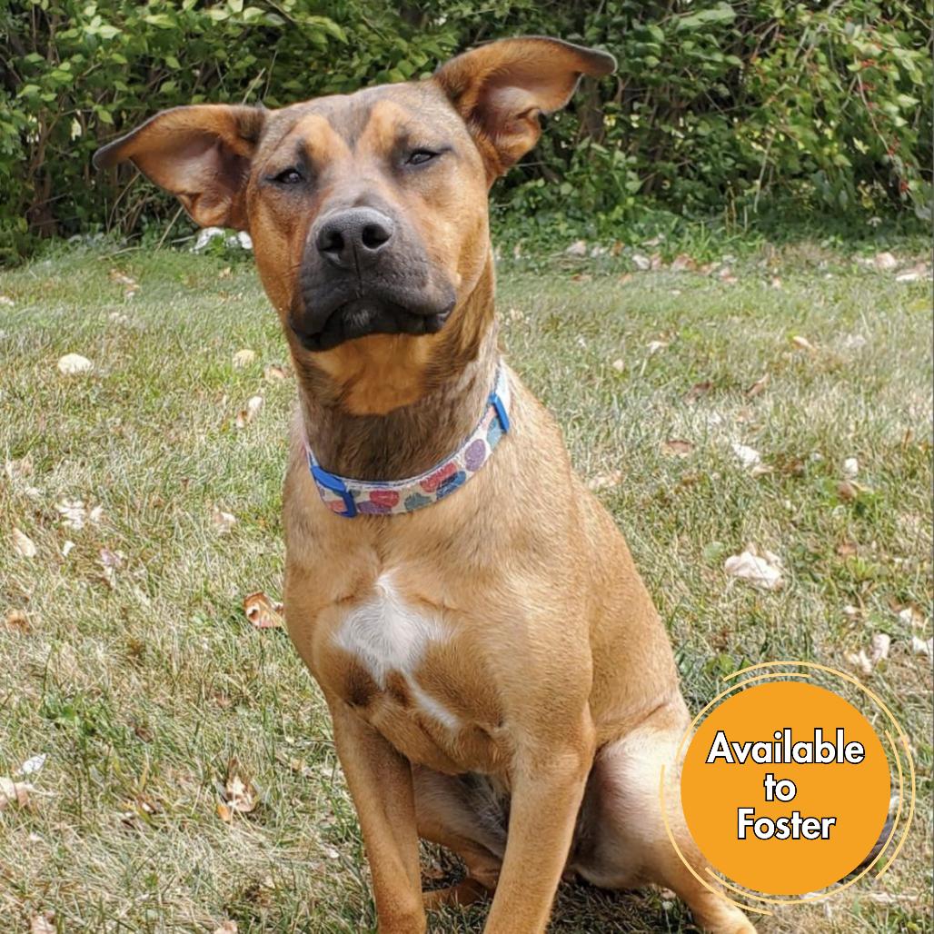 Enlarge Koda, a Adoptable mixed breed in Normal, IL image 2/6
