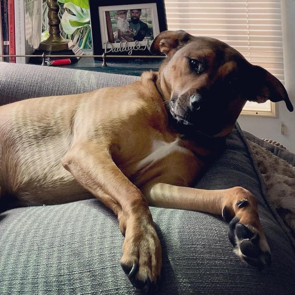 Enlarge Koda, a Adoptable mixed breed in Normal, IL image 3/6