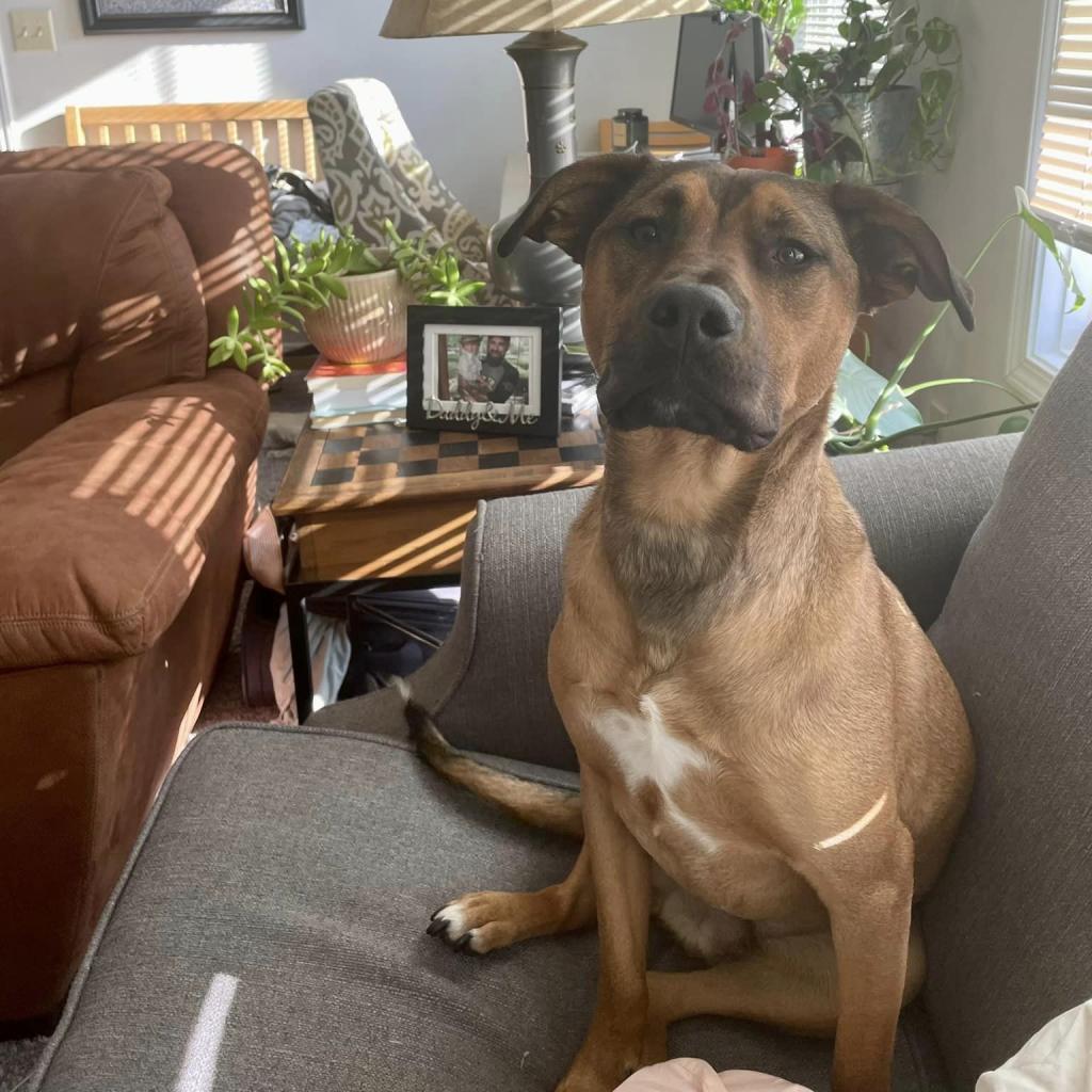 Enlarge Koda, a Adoptable mixed breed in Normal, IL image 4/6