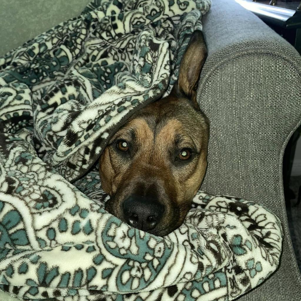 Enlarge Koda, a Adoptable mixed breed in Normal, IL image 6/6