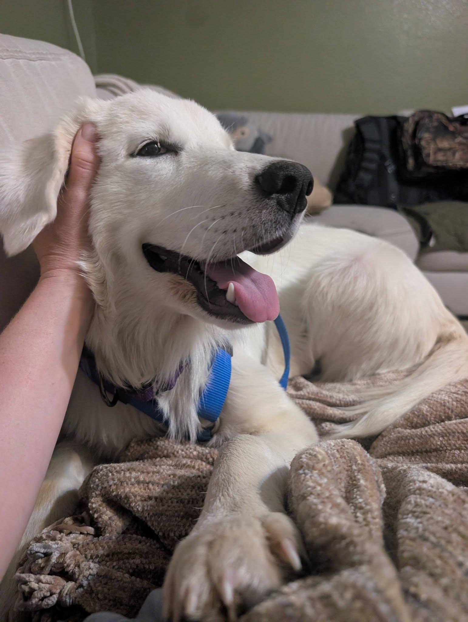 Enlarge Cirilla, a Adoptable Great Pyrenees in Portland, OR image 2/3