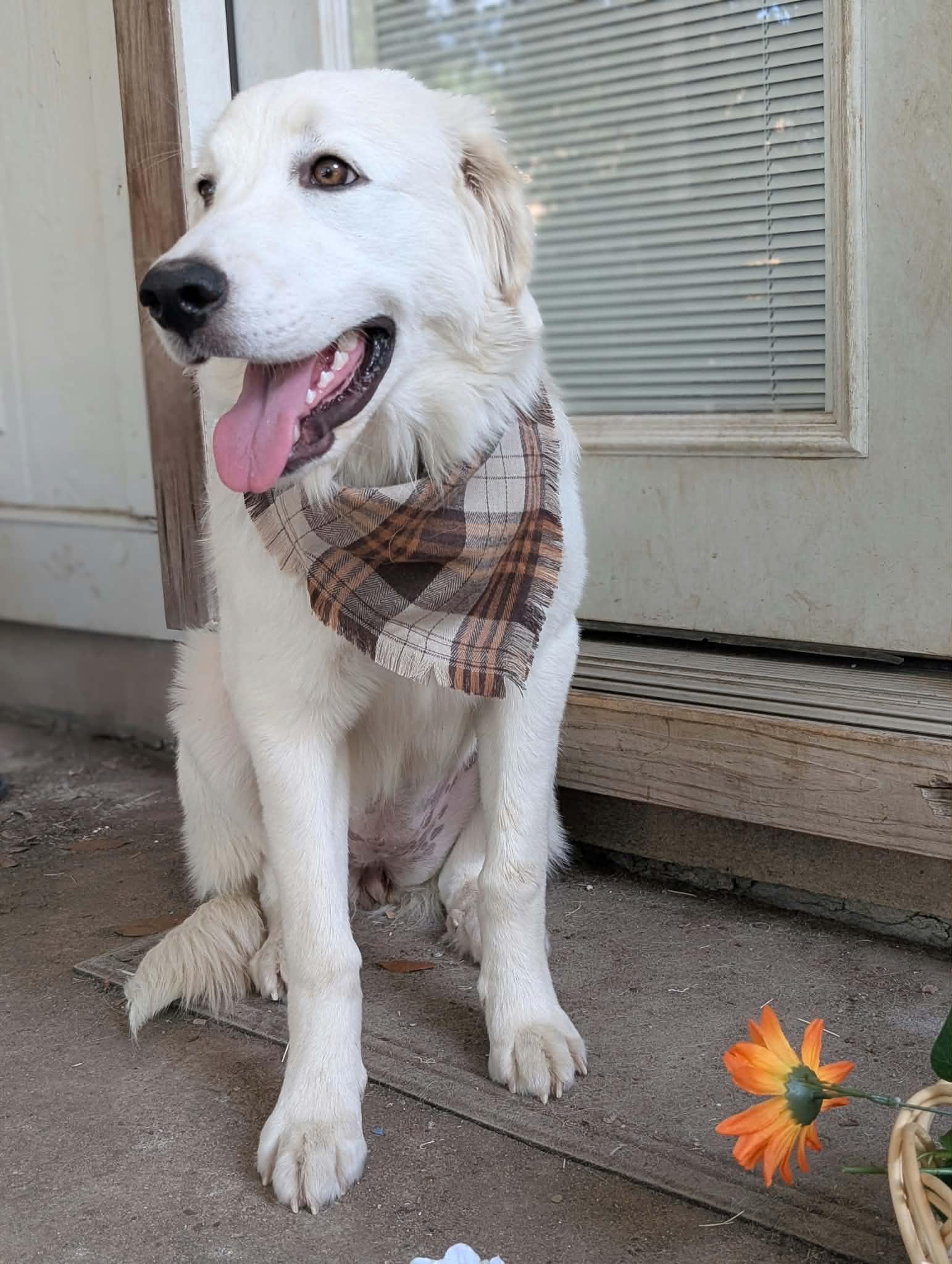 Cirilla, Adoptable, Adult Female Great Pyrenees.