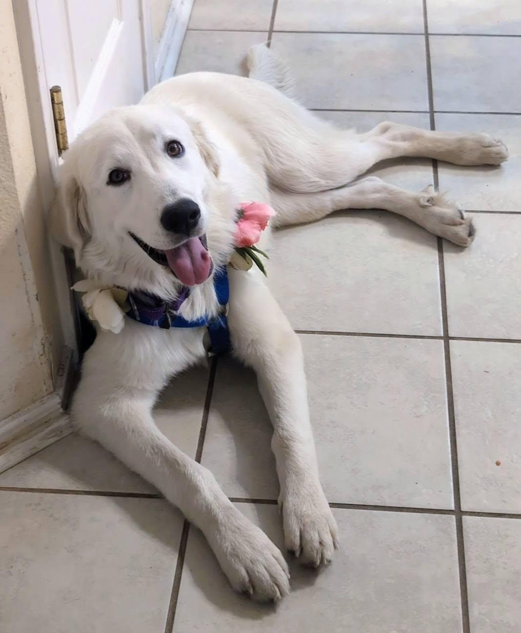 Enlarge Cirilla, a Adoptable Great Pyrenees in Portland, OR image 3/3
