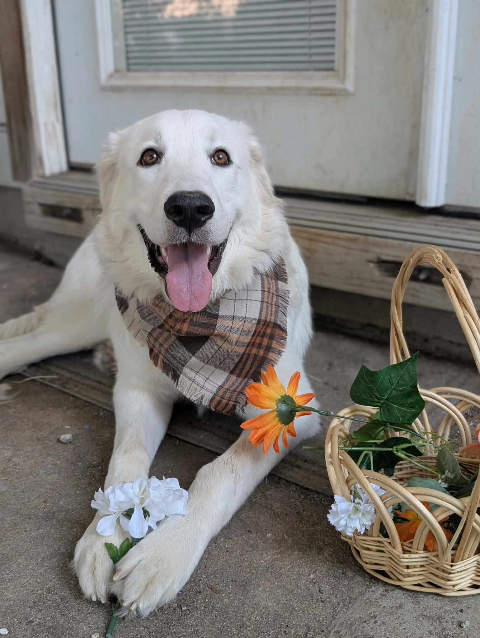 Enlarge Cirilla, a Adoptable Great Pyrenees in Portland, OR image 2/3