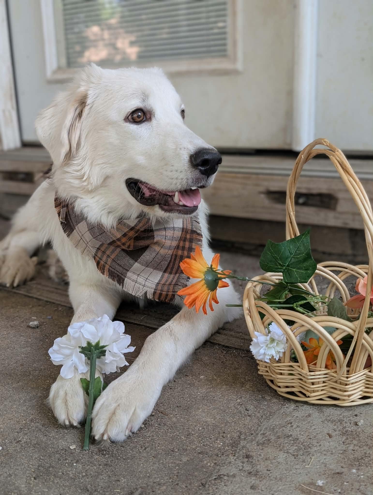 Enlarge Cirilla, a Adoptable Great Pyrenees in Portland, OR image 3/3