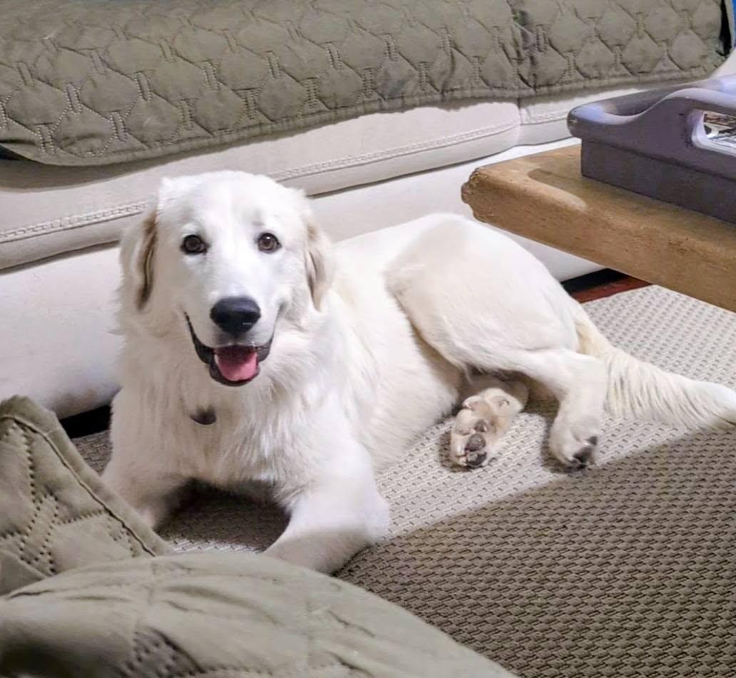 Cirilla, Adoptable, Puppy Female Great Pyrenees.