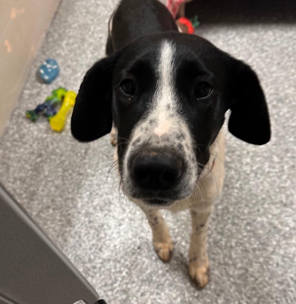 Gus, Adoptable, Young Male Pointer.